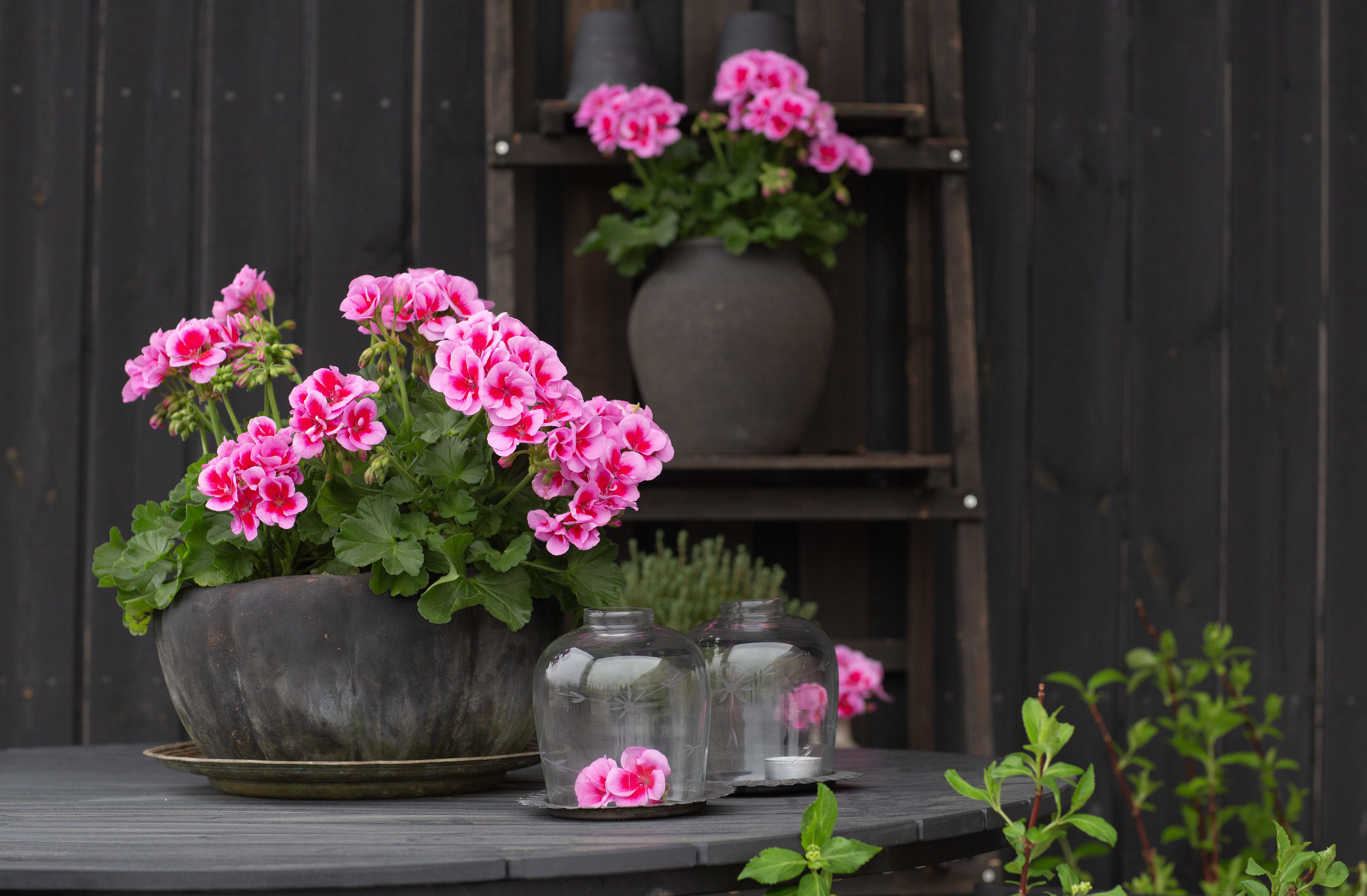 Årets Pelargon 2026 'Hilma'