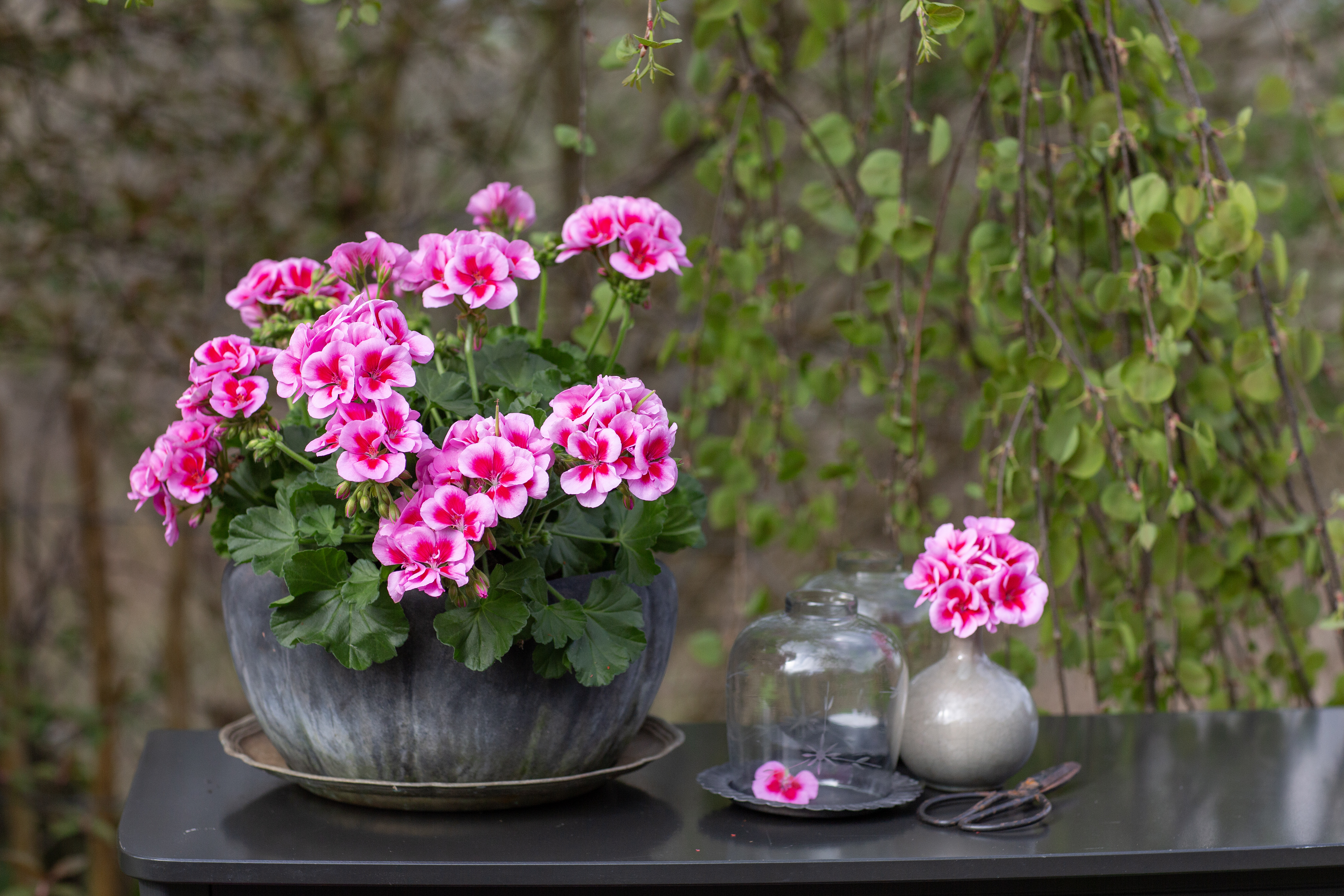 Årets Pelargon 2026 'Hilma'