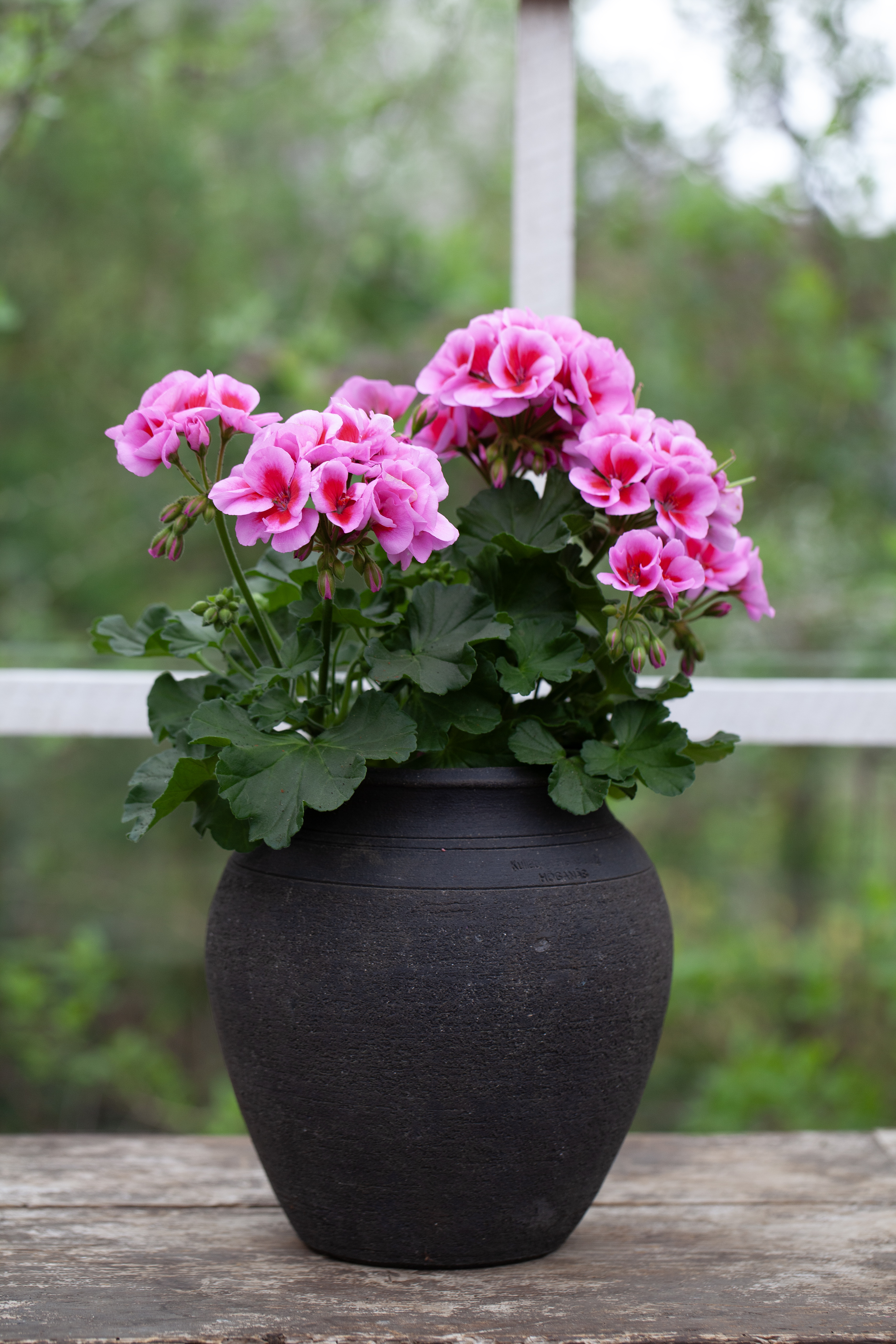 Årets Pelargon 2026 'Hilma'