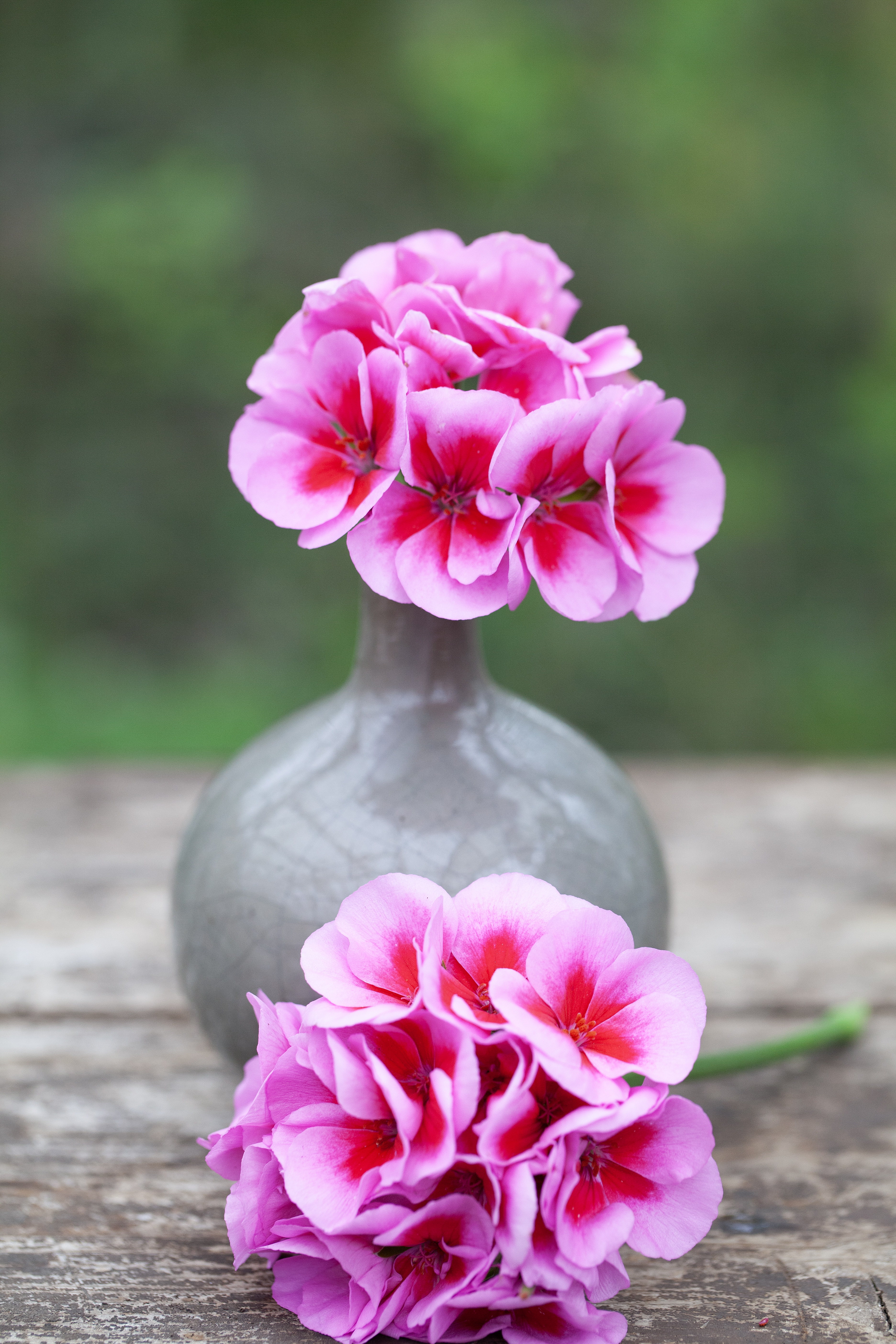 Årets Pelargon 2026 'Hilma'