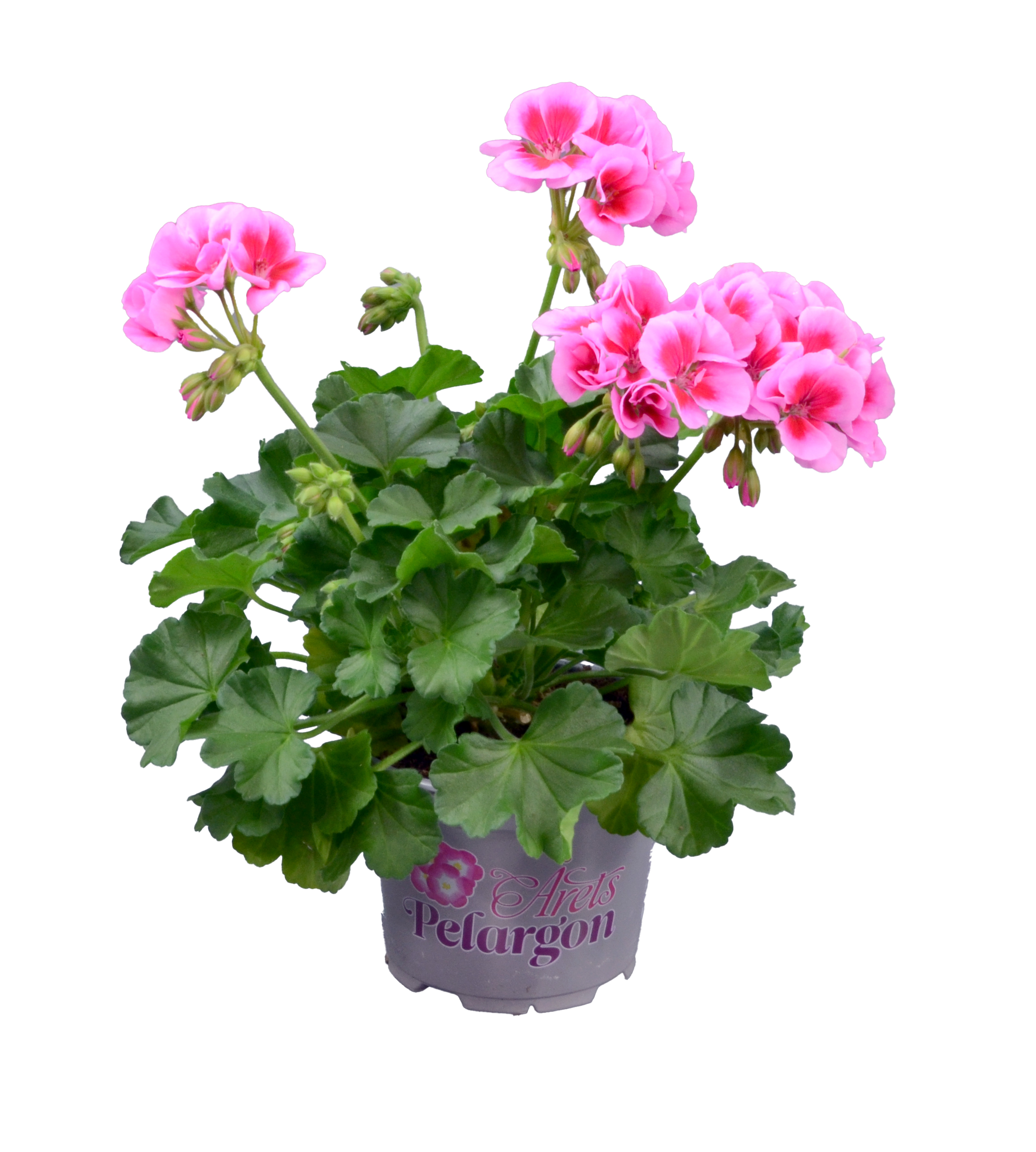 Årets Pelargon 2026 'Hilma'