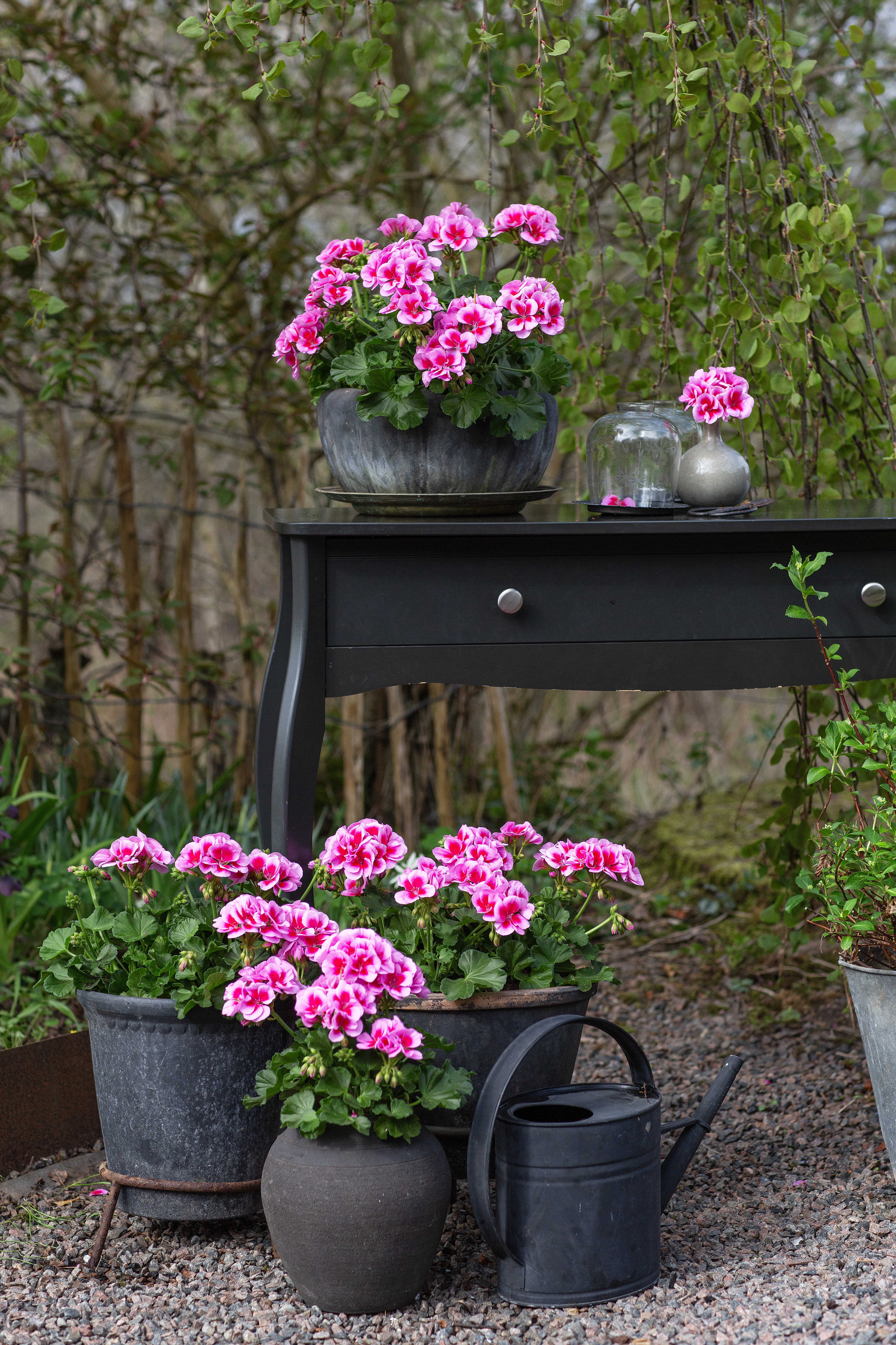 Årets Pelargon 2026 'Hilma'