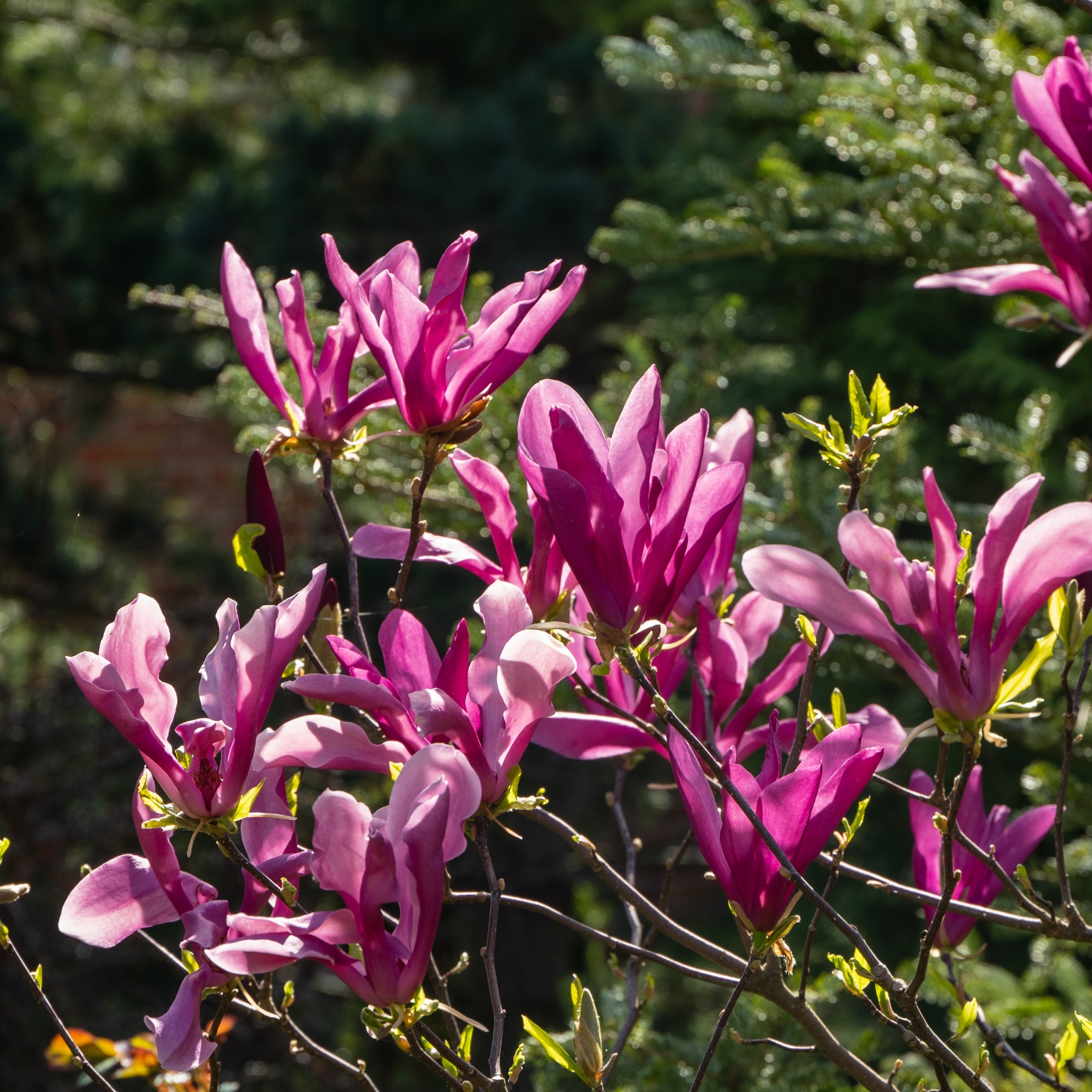 Magnolia 'Susan'