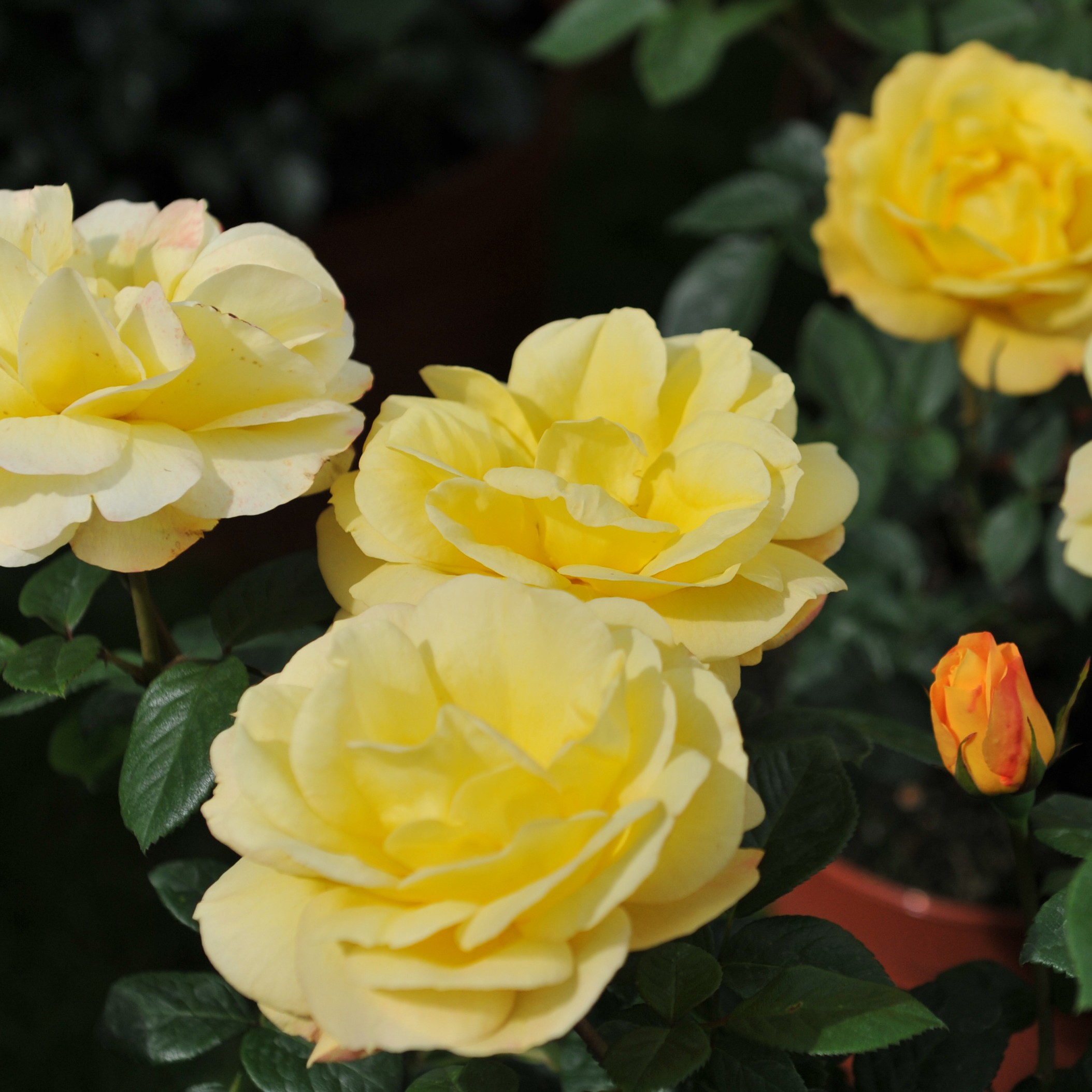 Arthur Bell Garden Rose - 3L Pot