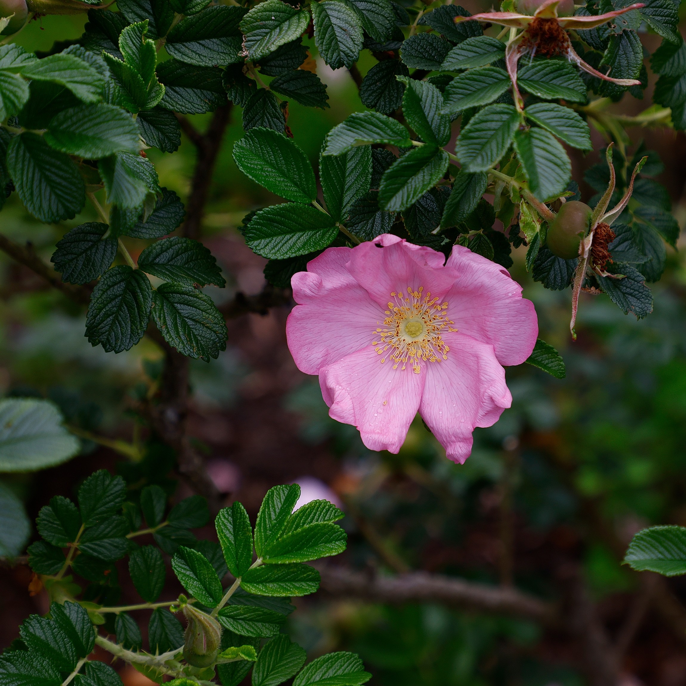Rosa (Rugosa) 'Fru Dagmar Hastrup' 4L