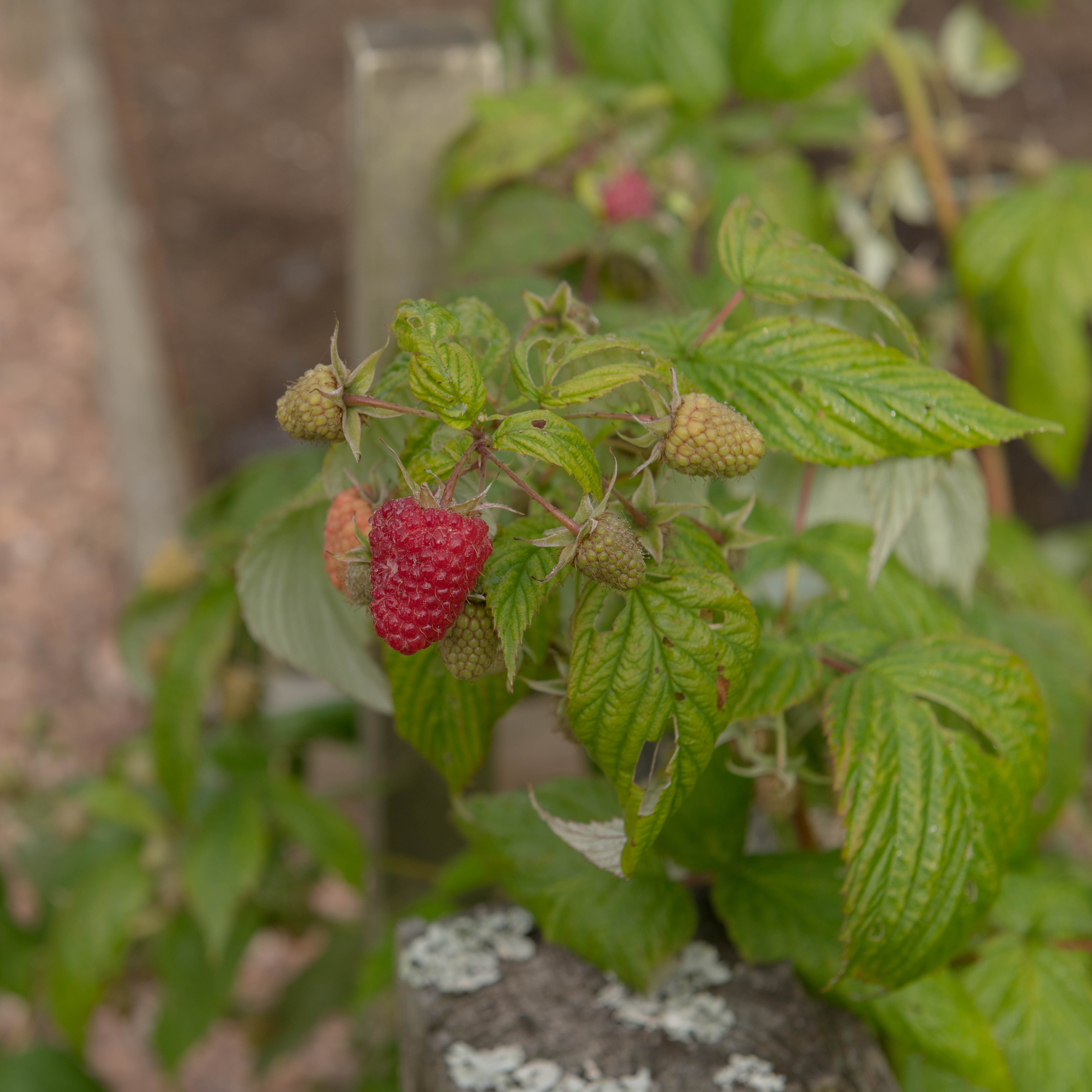 Polka Primocane Raspberry 2L Pot