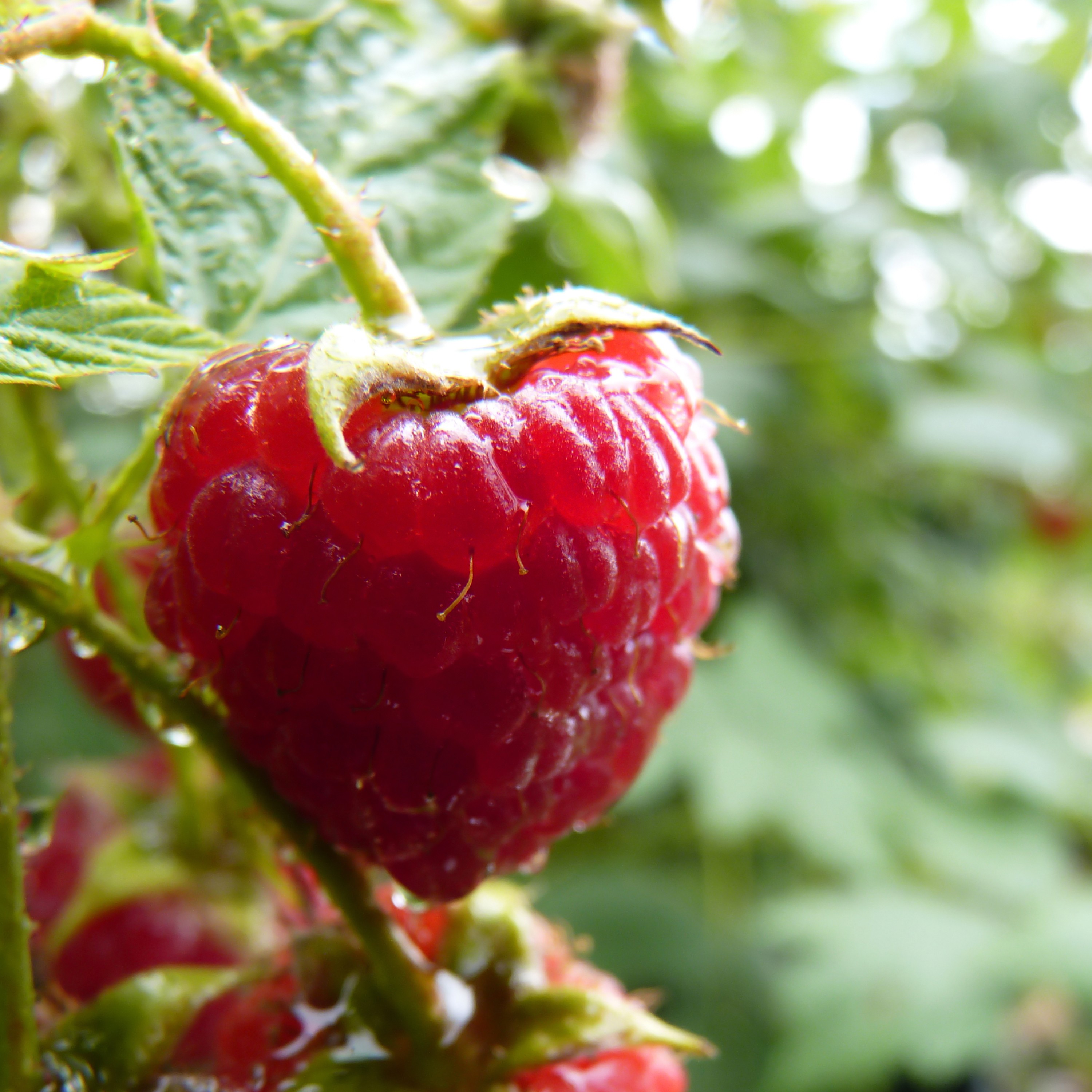 Rubus Little Sweet Sister Blackberry Bush 5L Pot