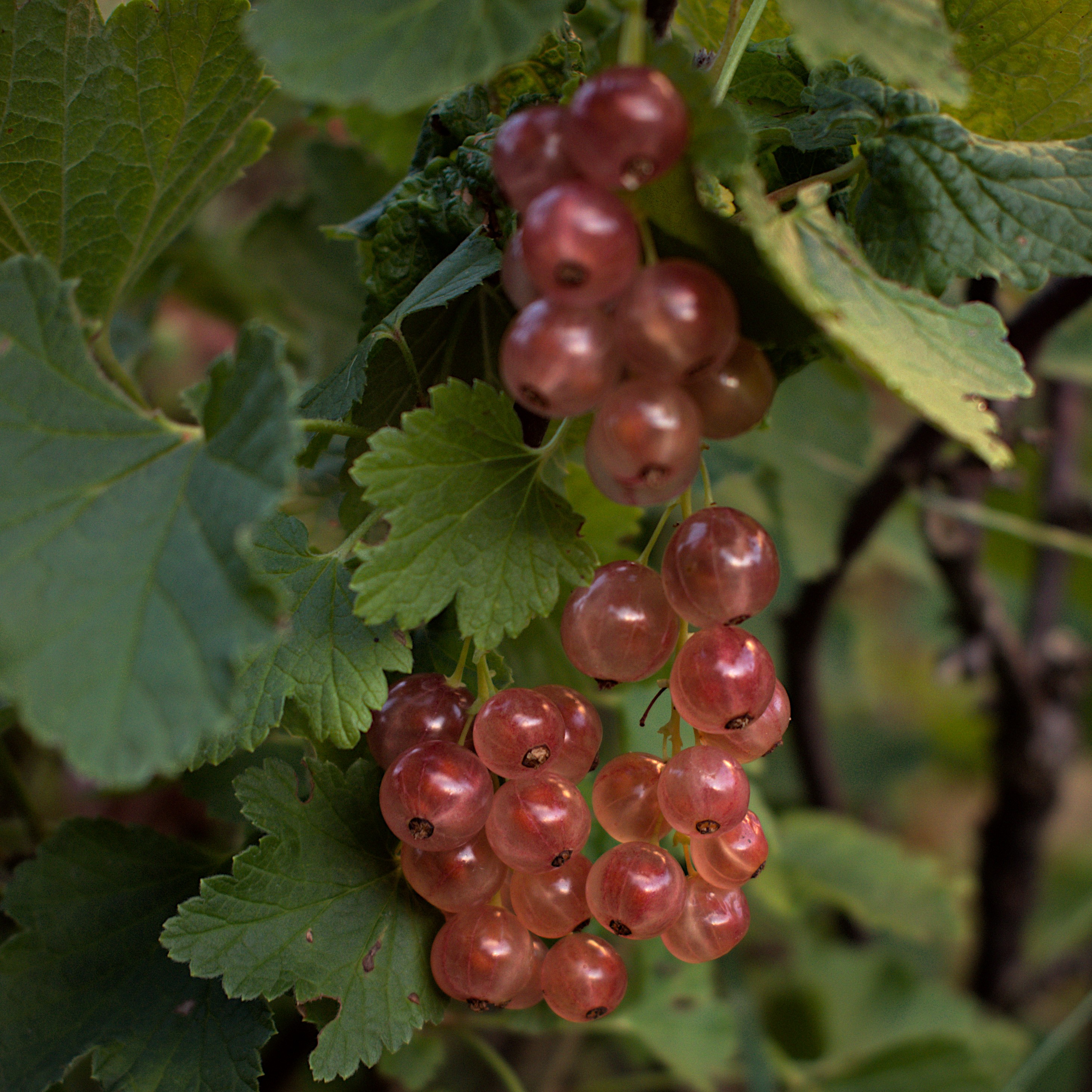 Röda vinbär 'Pink Champagne'