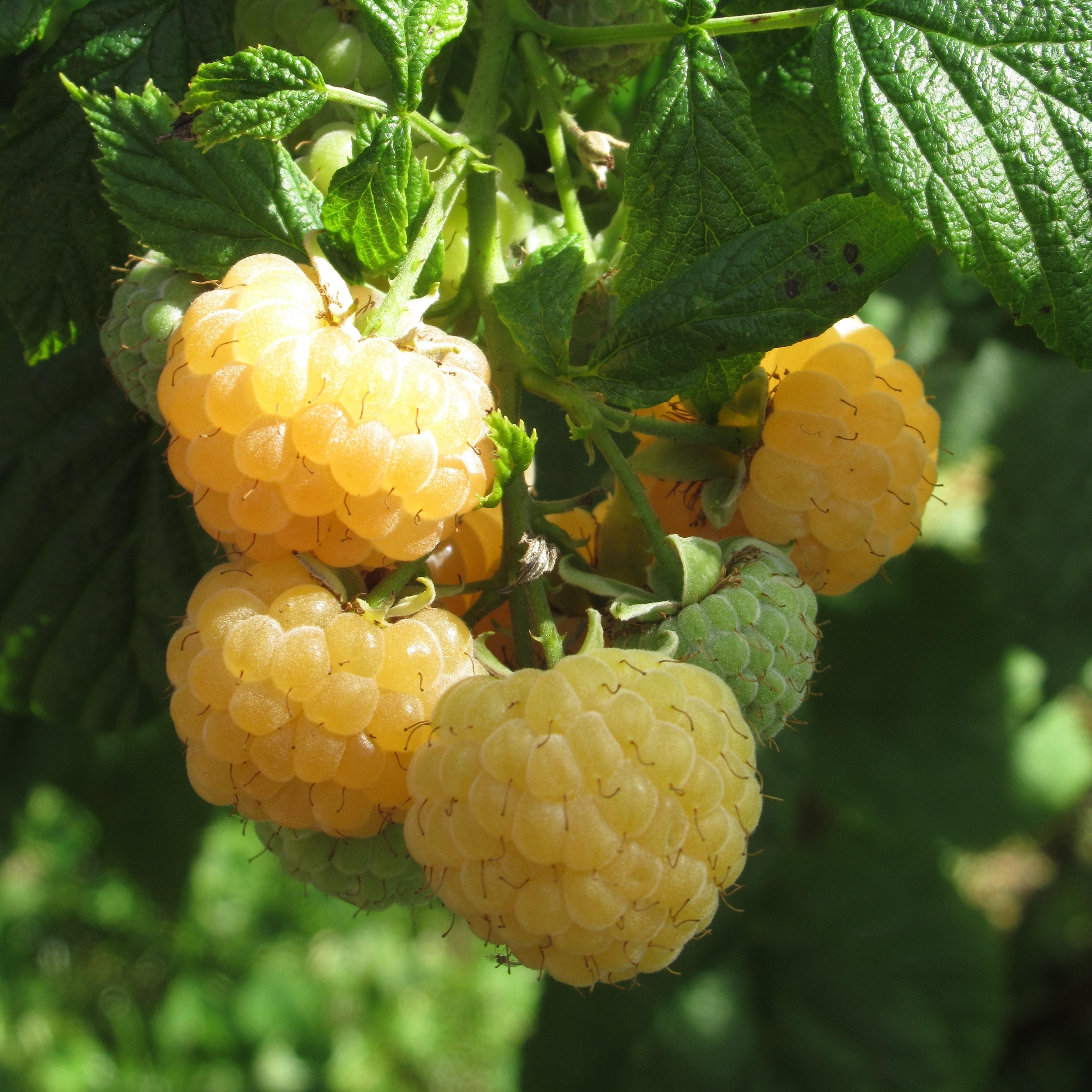 Trädgårdshallon 'Golden Queen' E