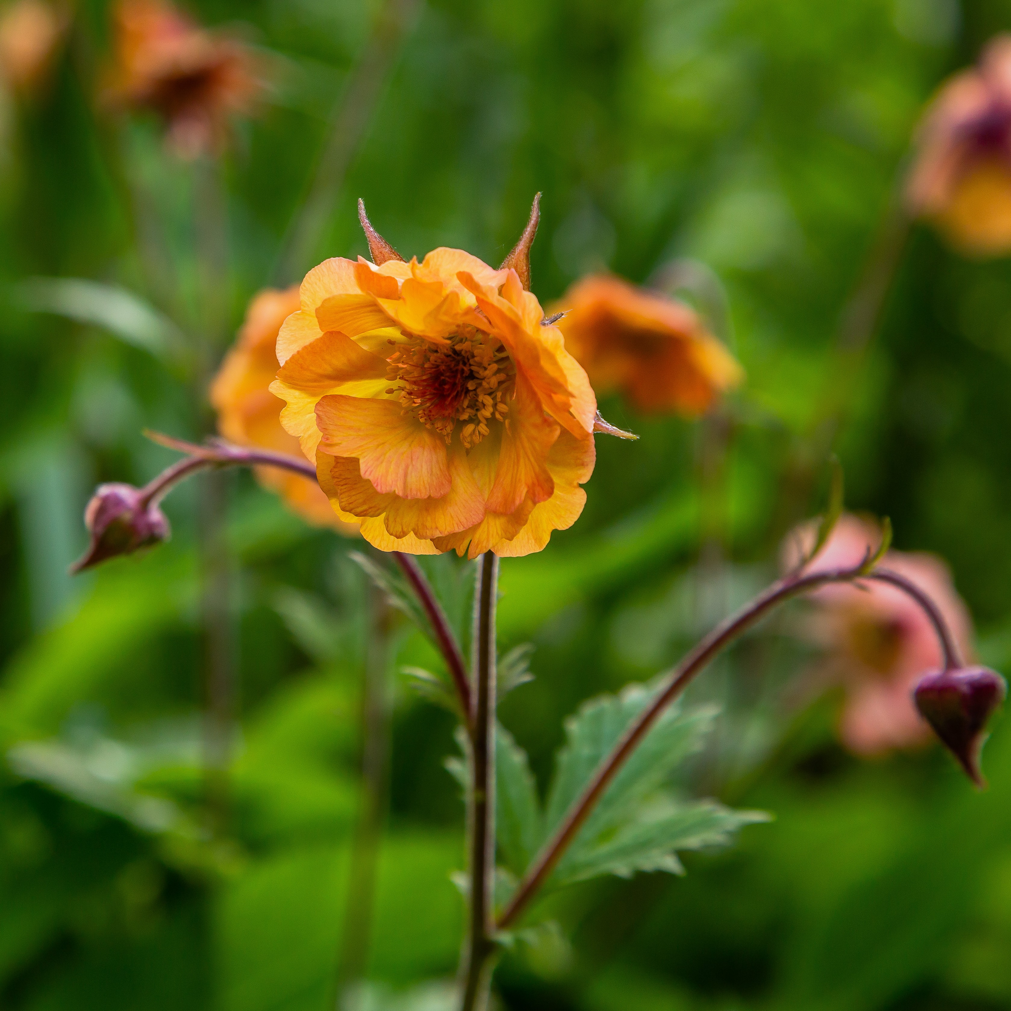 Humleblom TEMPO YELLOW