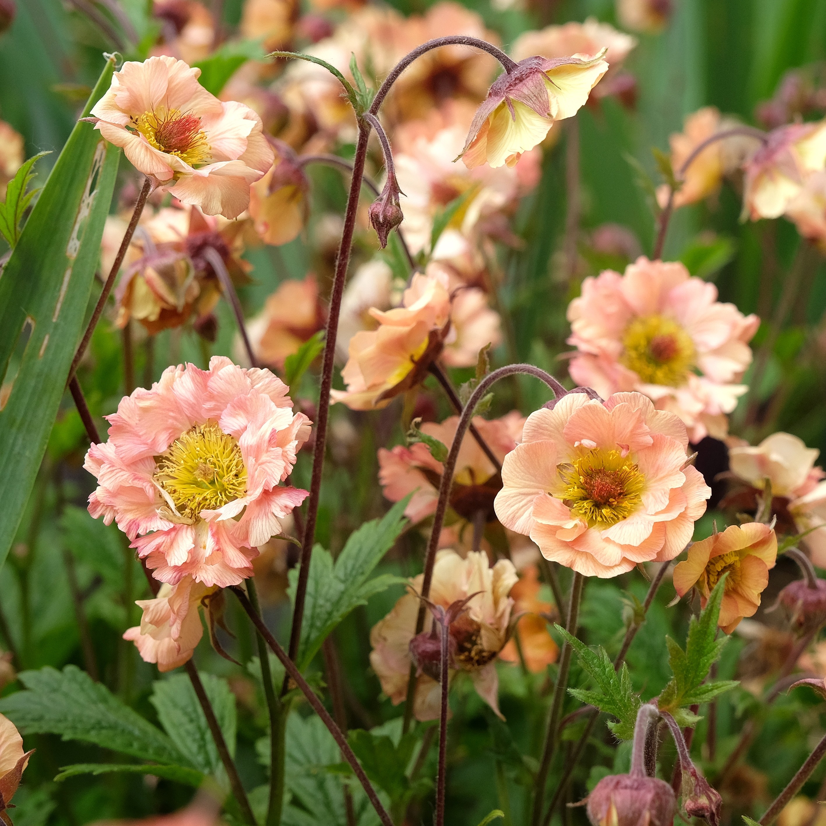 Hagehumleblom 'Mai Tai'