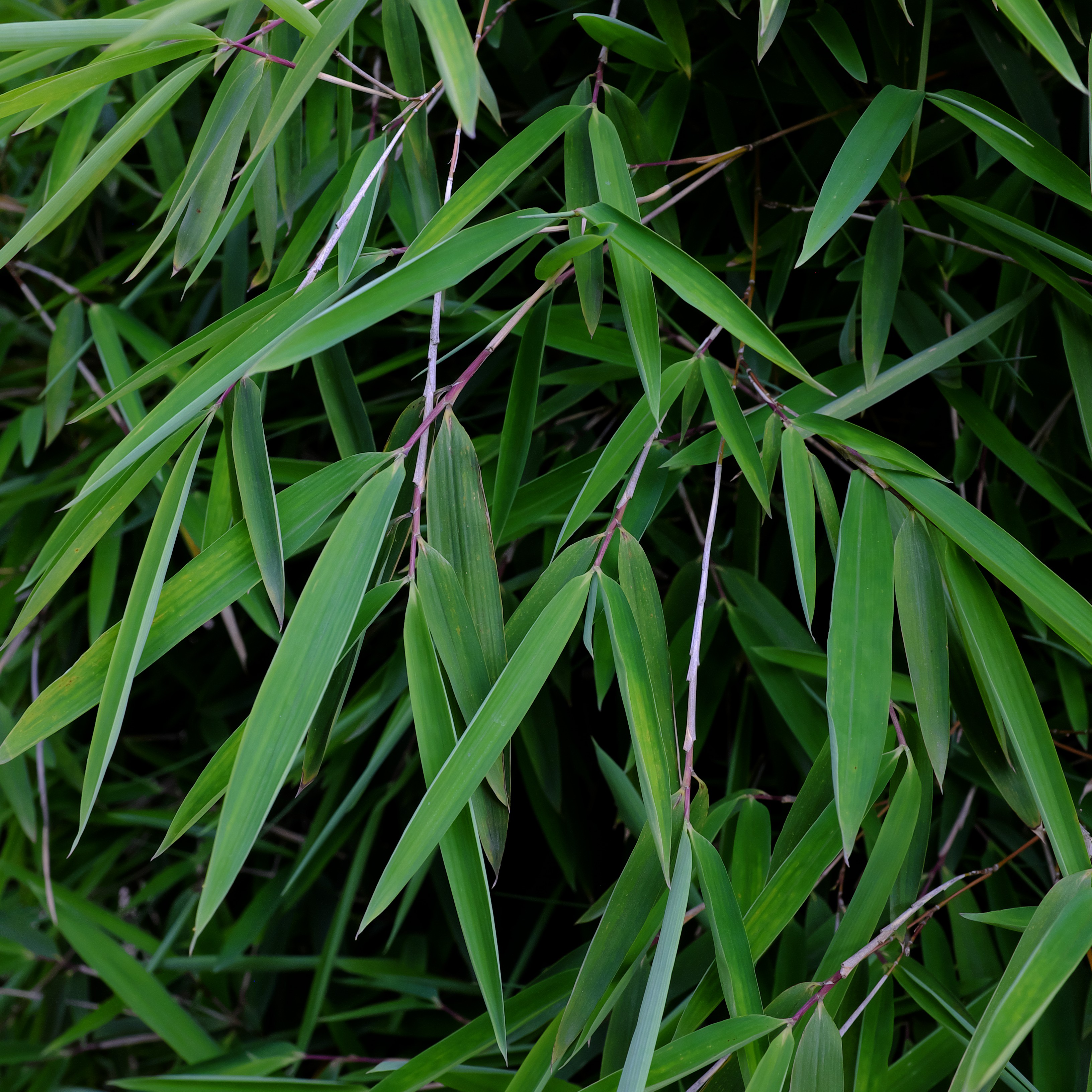 waschbeckenunterschrank bambus dnisches bettenlager Waschbeckenunterschrank Natur Bambus  SVITA