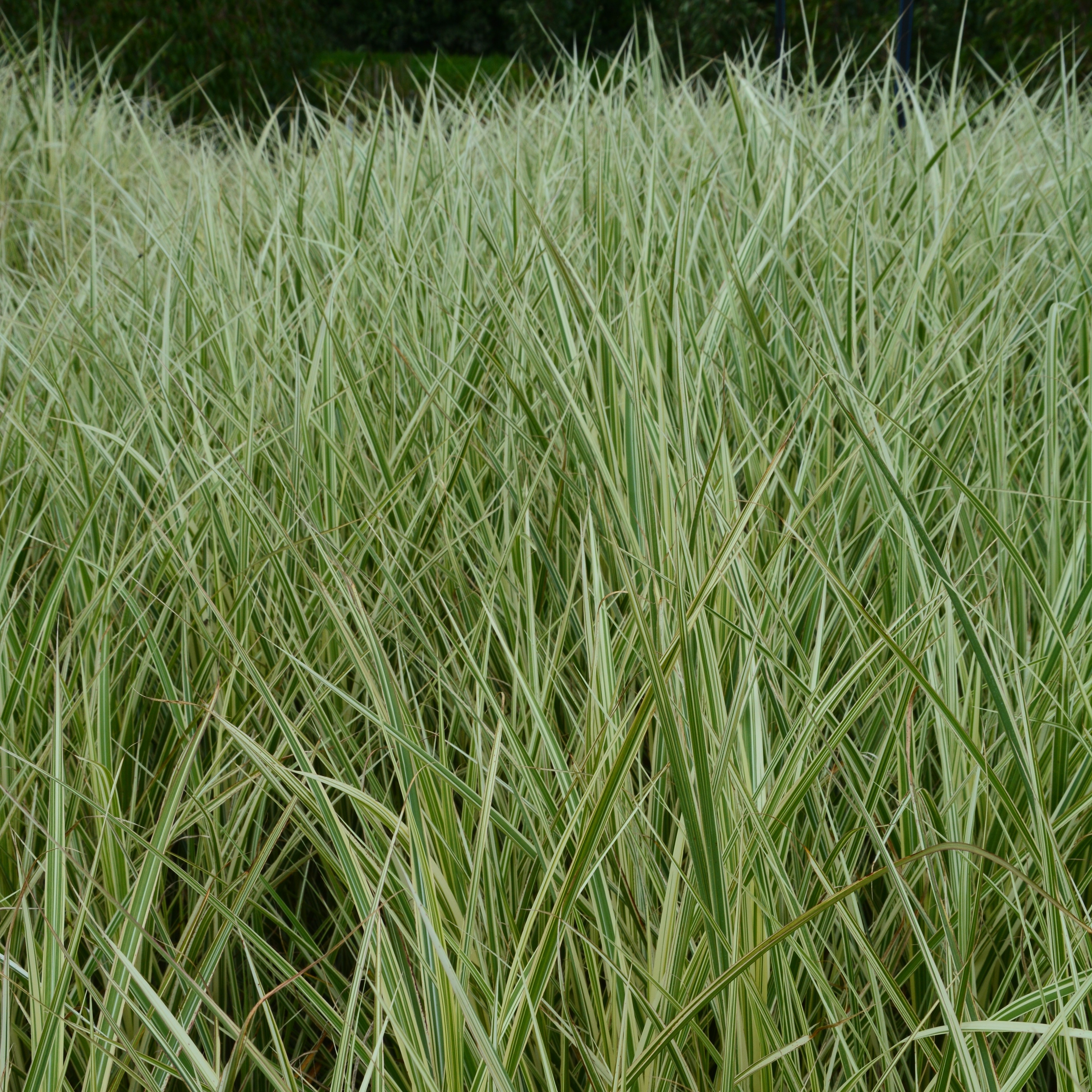 Silkekinagras 'Variegatus'