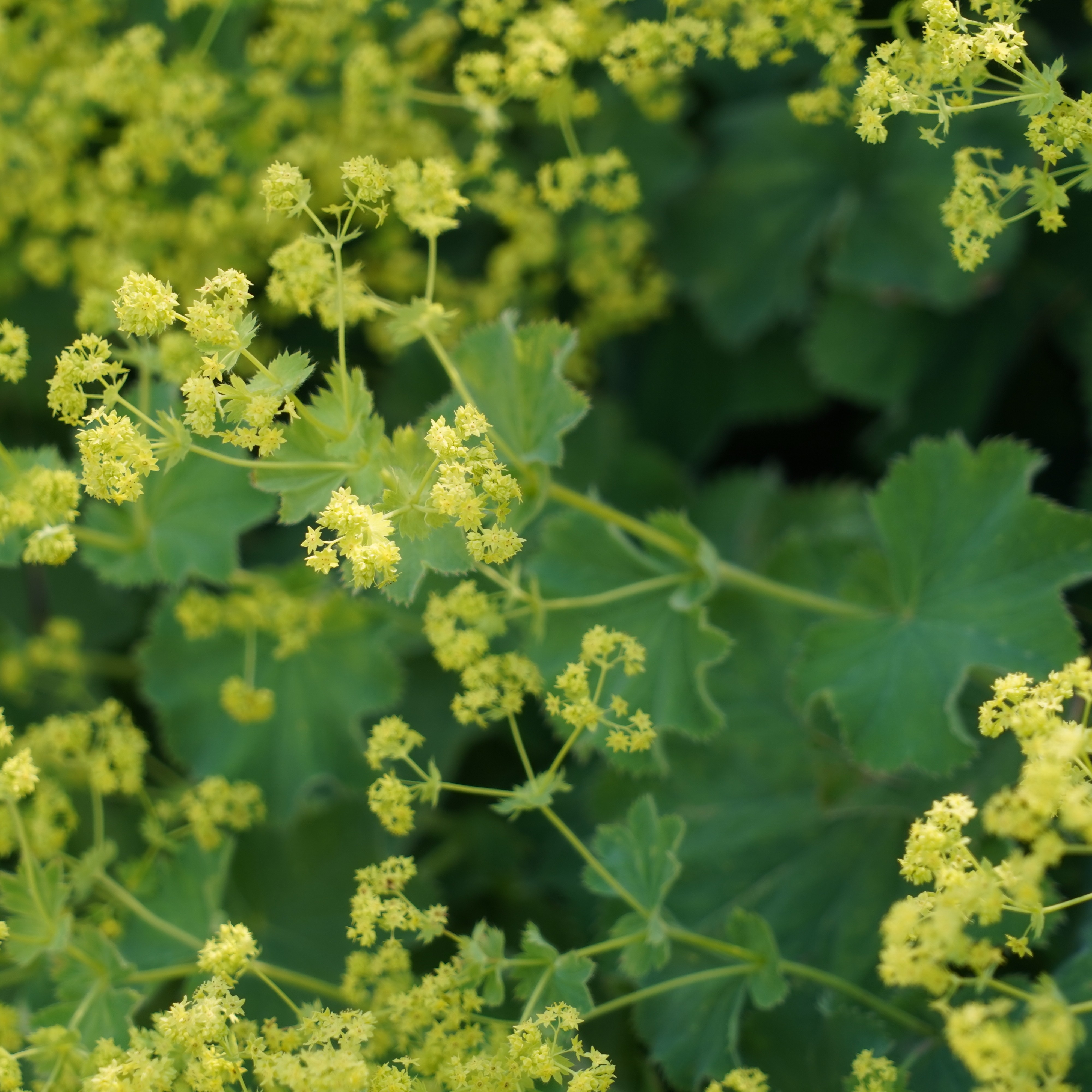 Daggkåpa 'Irish Silk'
