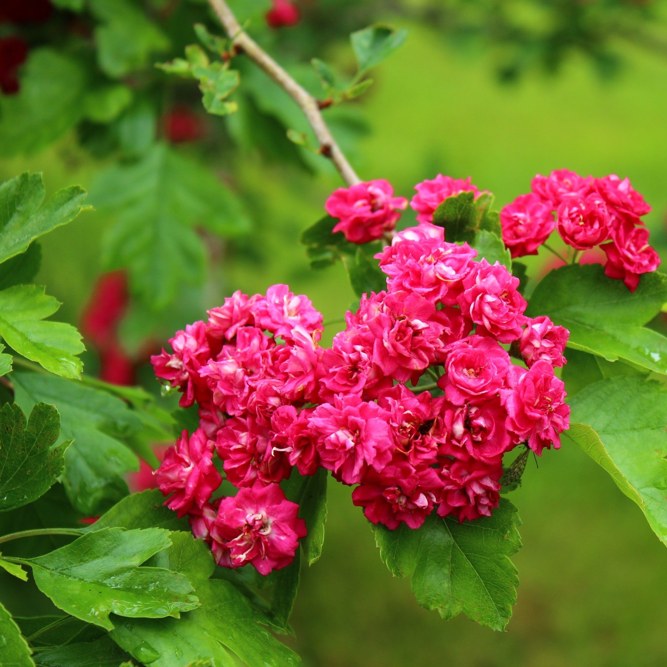 Rosenhagtorn 'Paul's Scarlet'