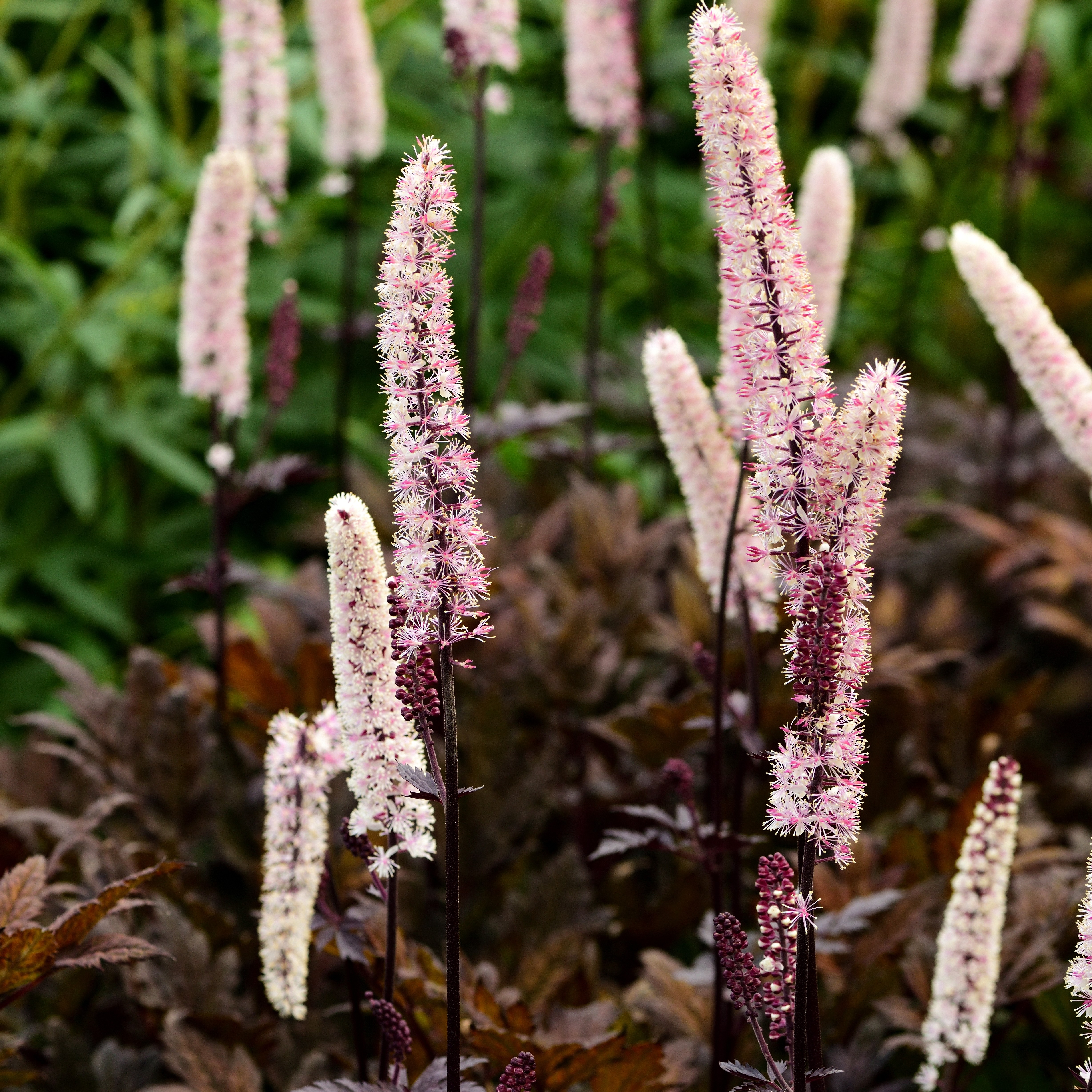 Höstsilverax 'Pink Spike'