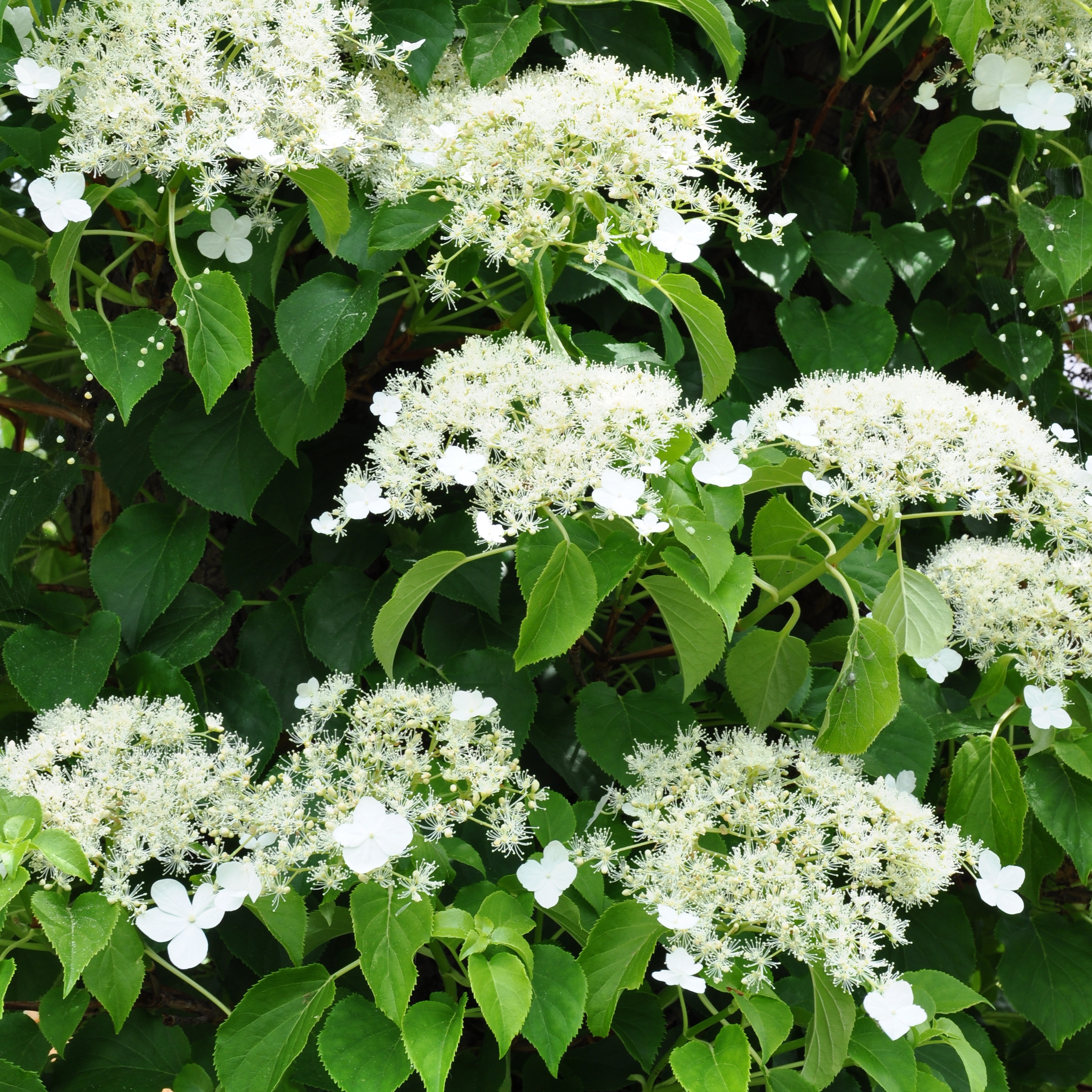 Hydrangea anomala ssp. petiolaris 15cm