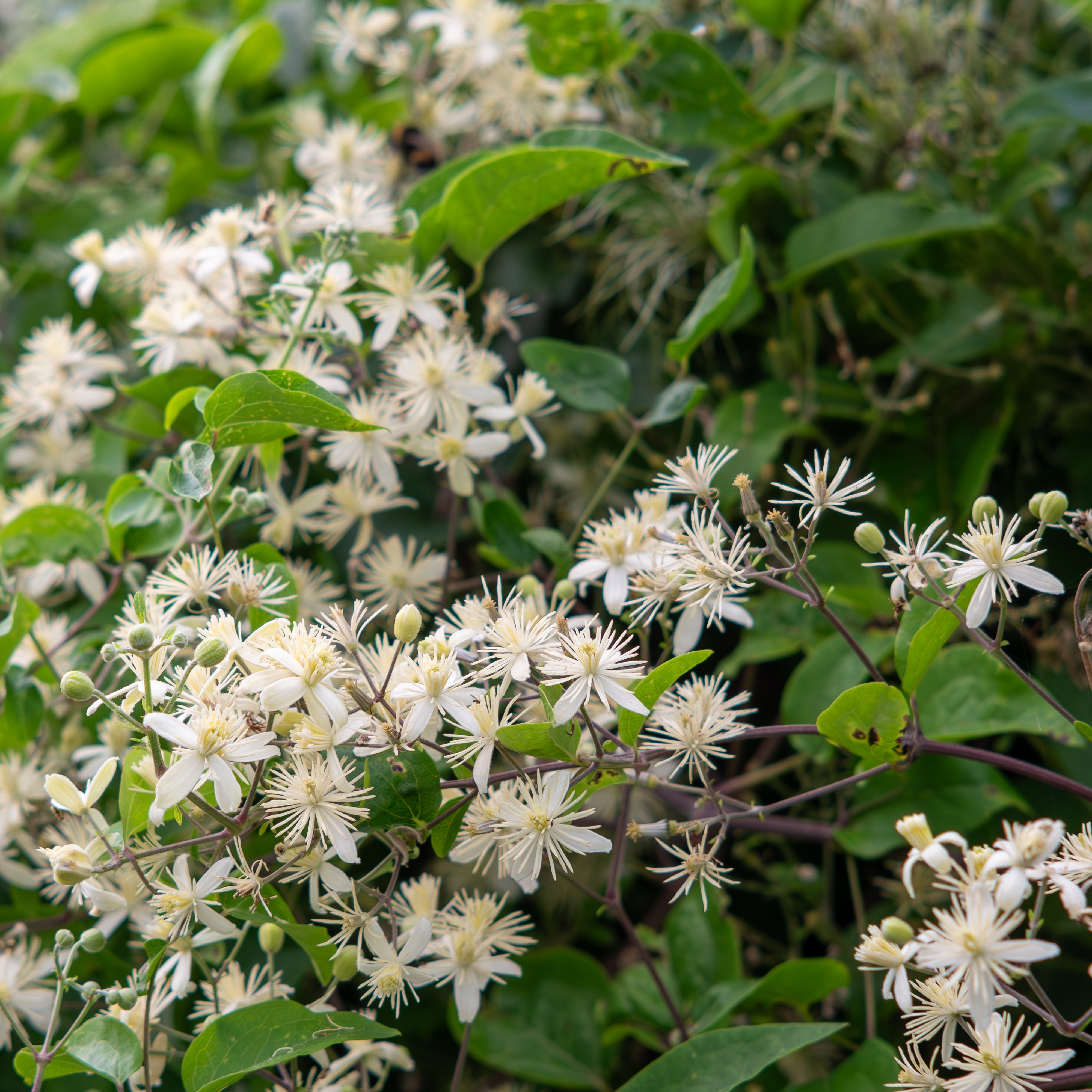 Clematis 'Paul Farges' 15cm
