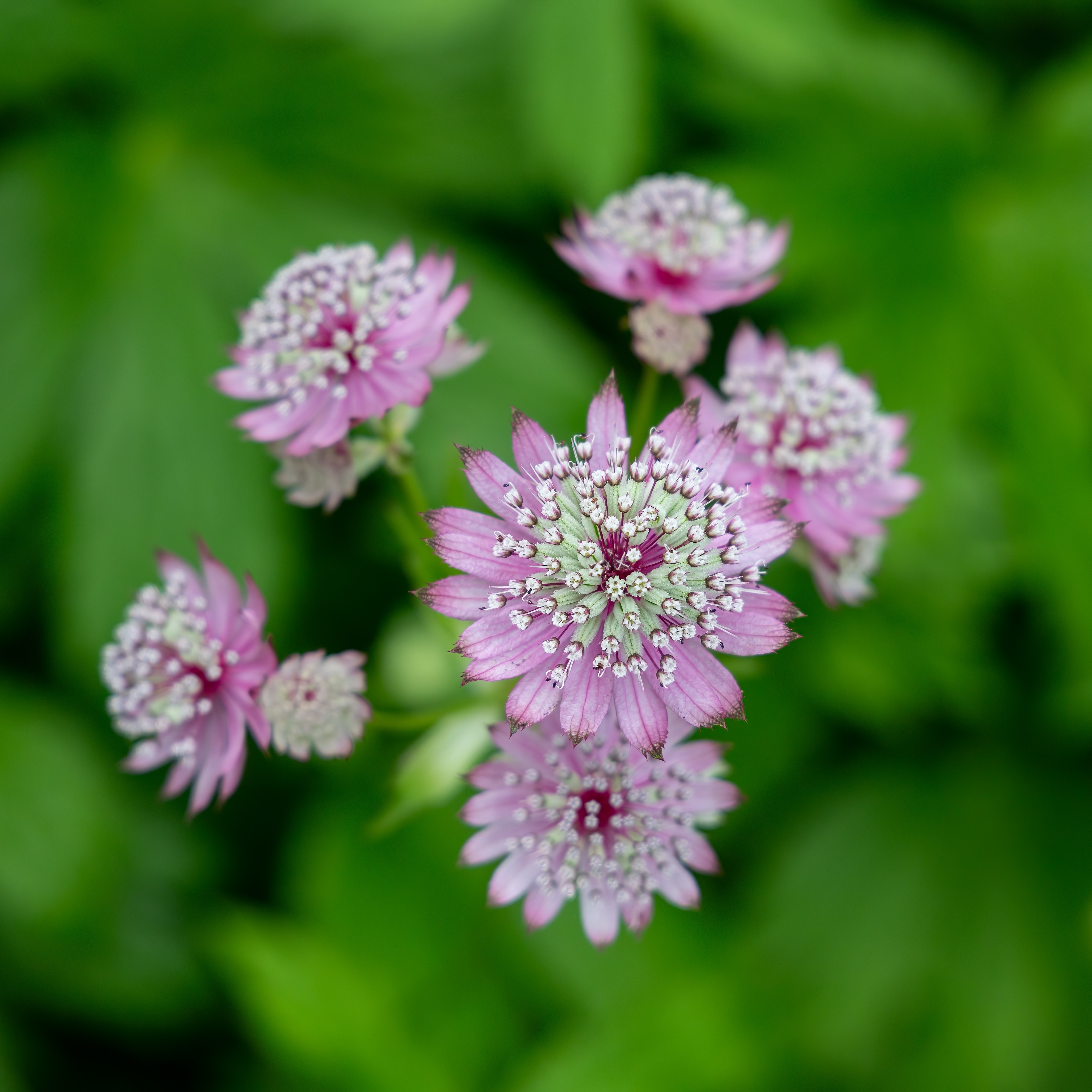 Astrantia 'Pink Pride' 15cm