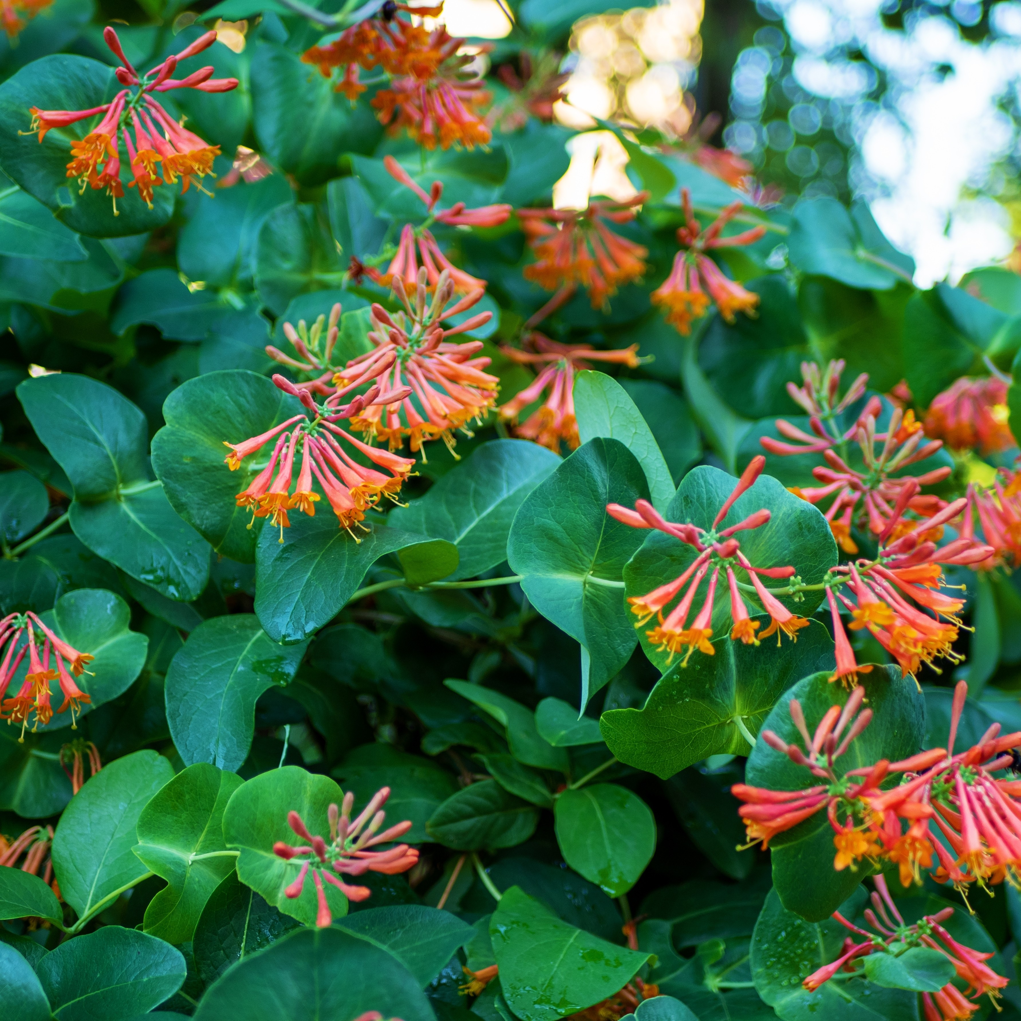 philodendron ichtus Philodendron Gothic Elegace — Ecuagenera Orquídeas del Ecuador
