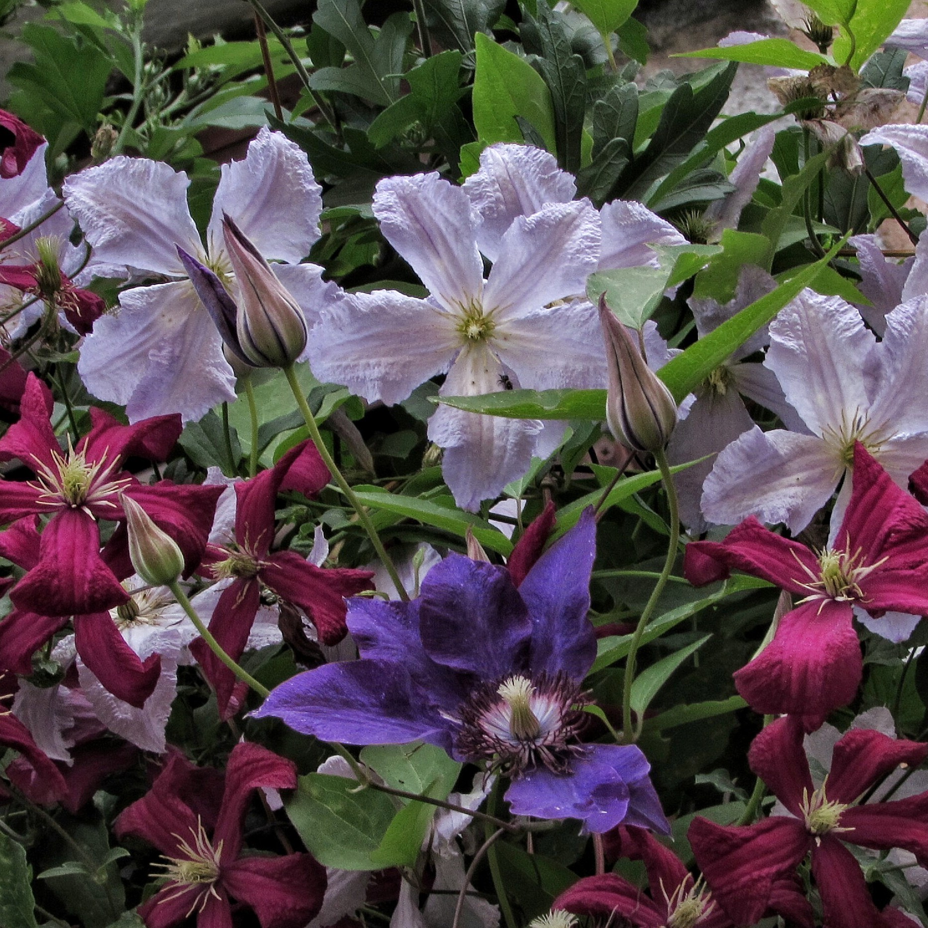 Klematis THREE SISTERS® blå/vit
