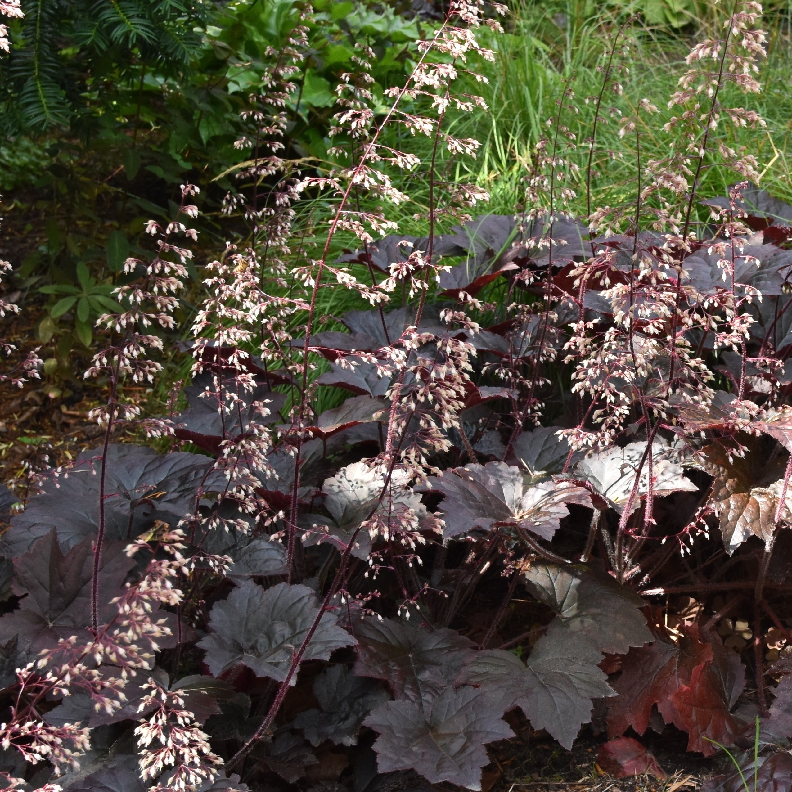 Lönnalunrot 'Palace Purple'