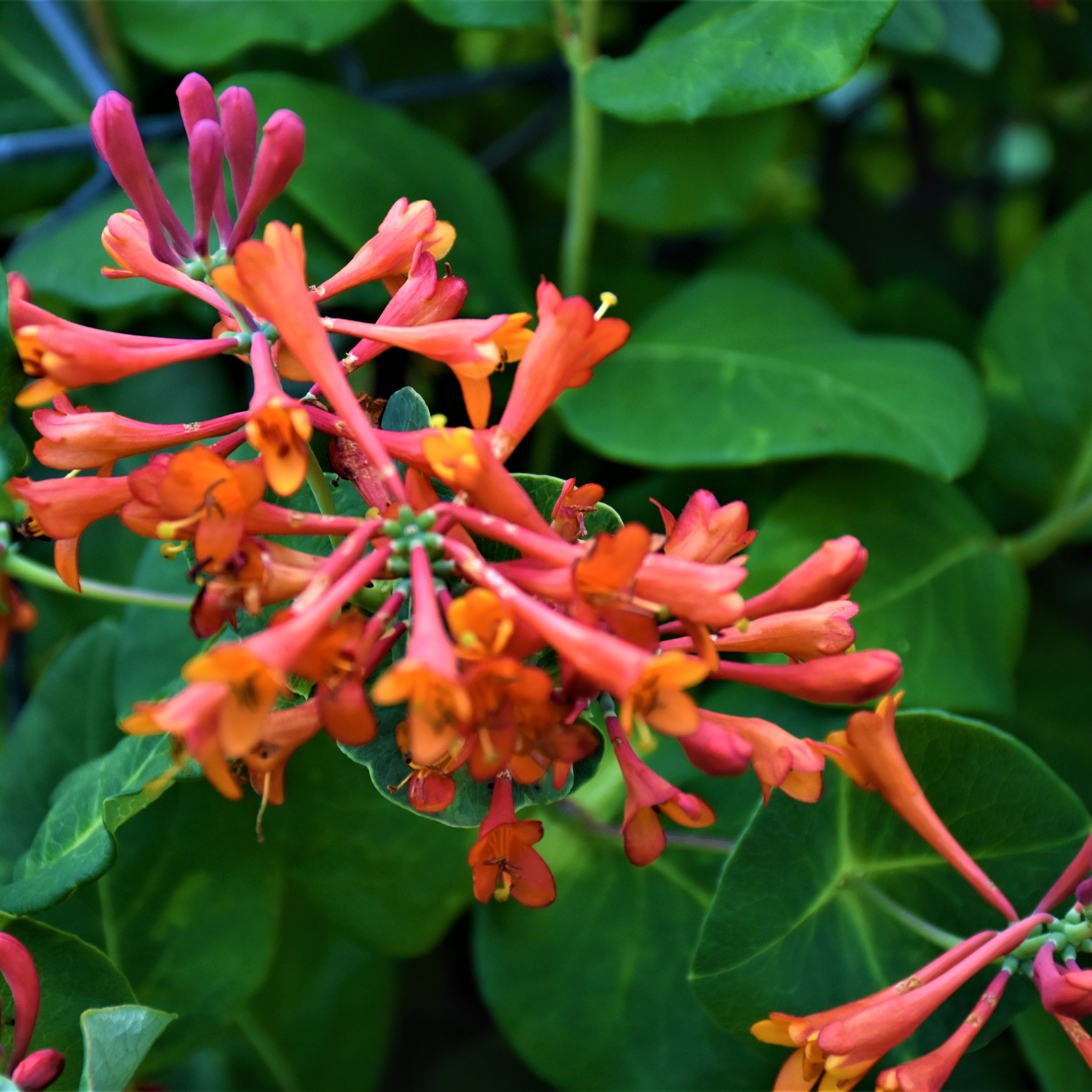 Lonicera x brownii 'Dropmore Scarlet' 15cm | Plantasjen