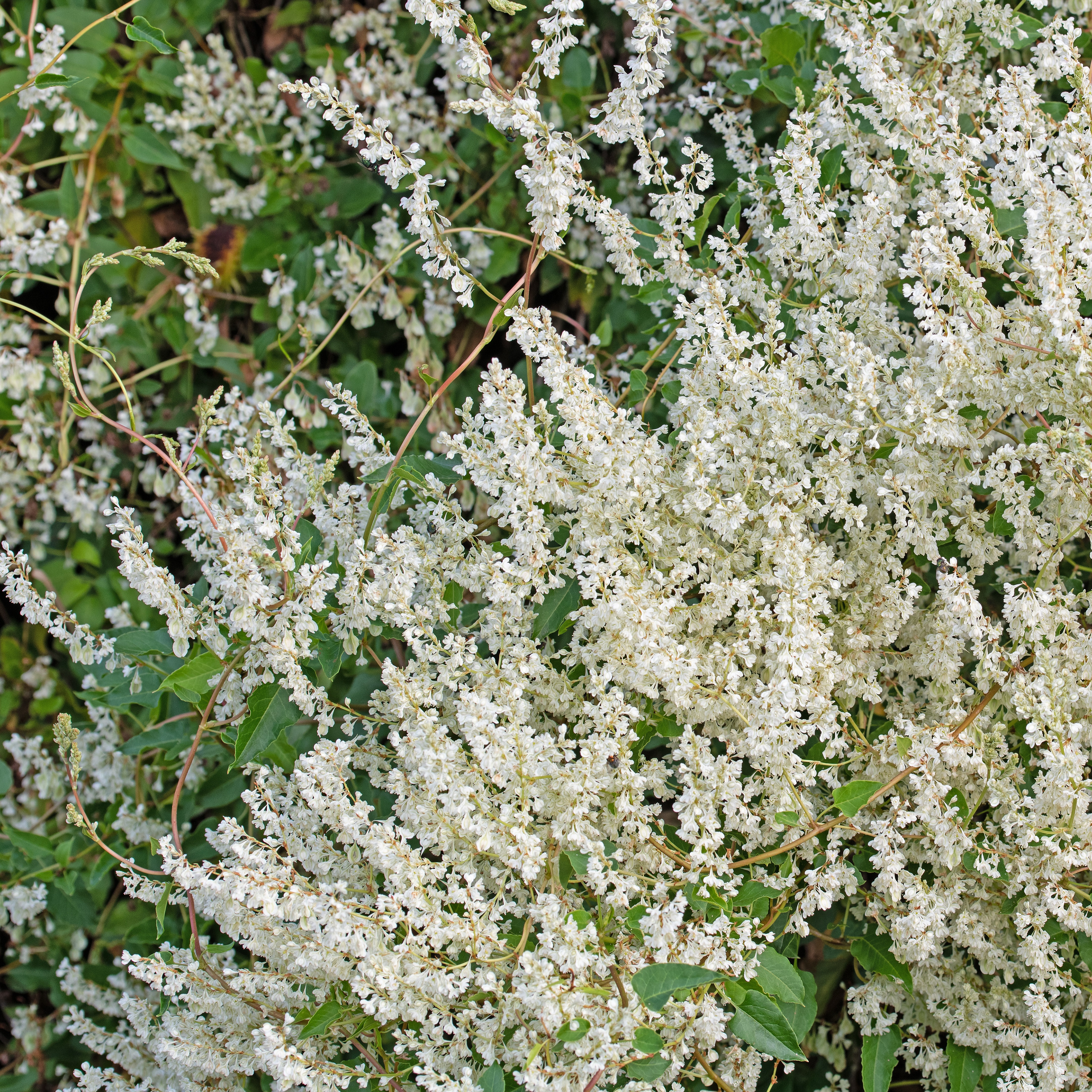 Fallopia aubertii 15cm