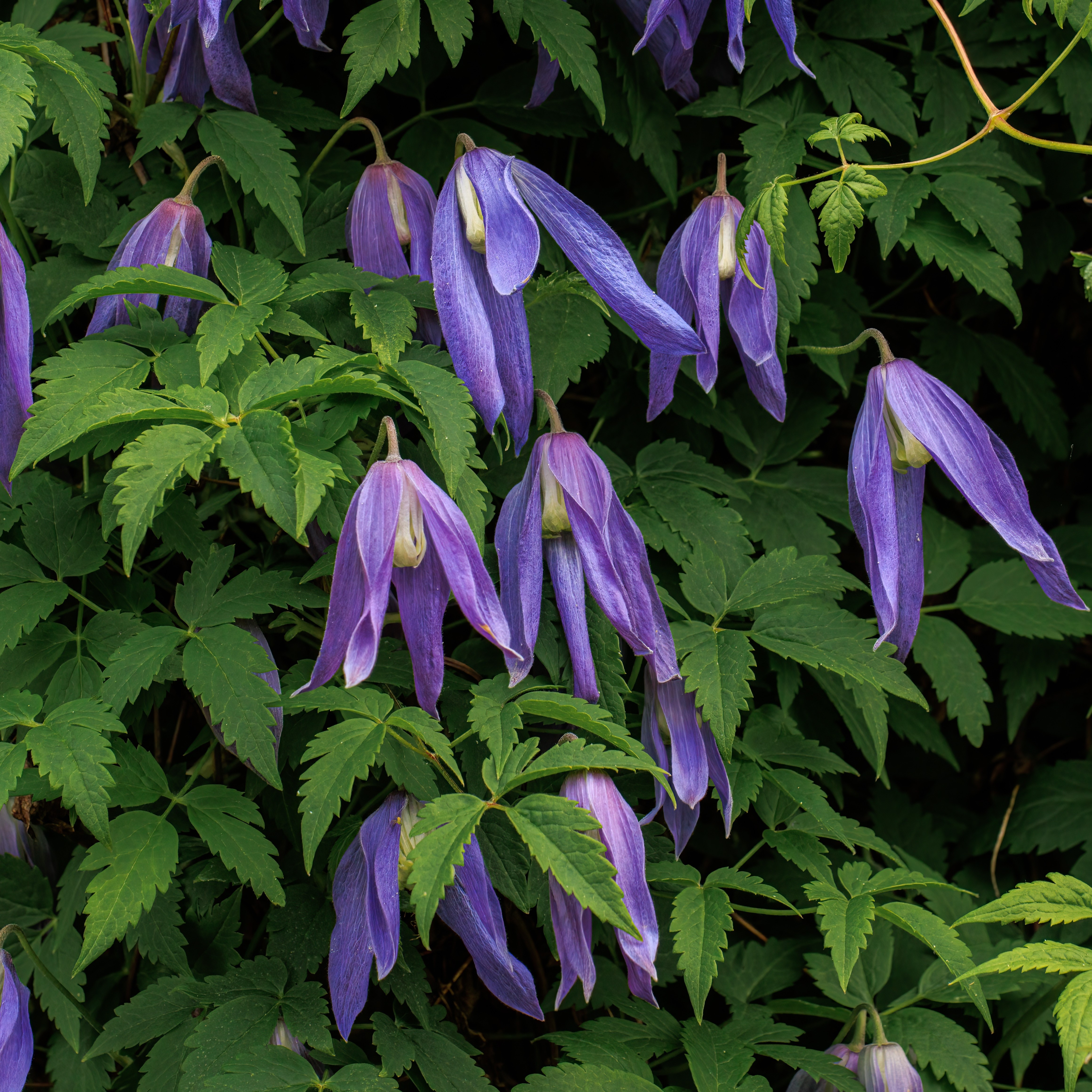 Alpklematis