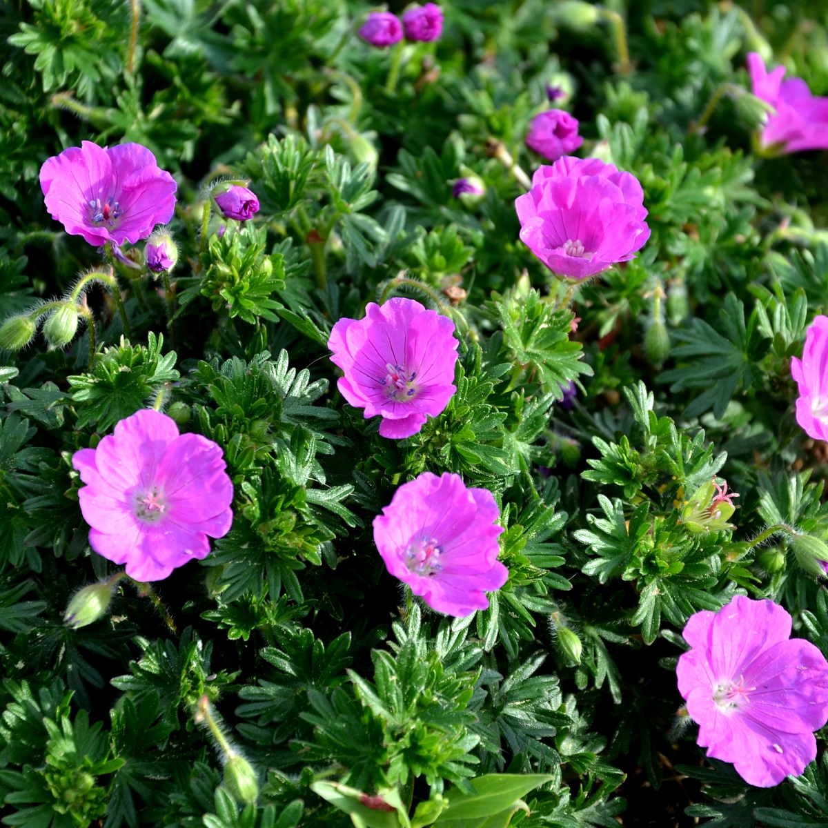 Blodnäva 'Max Frei'
