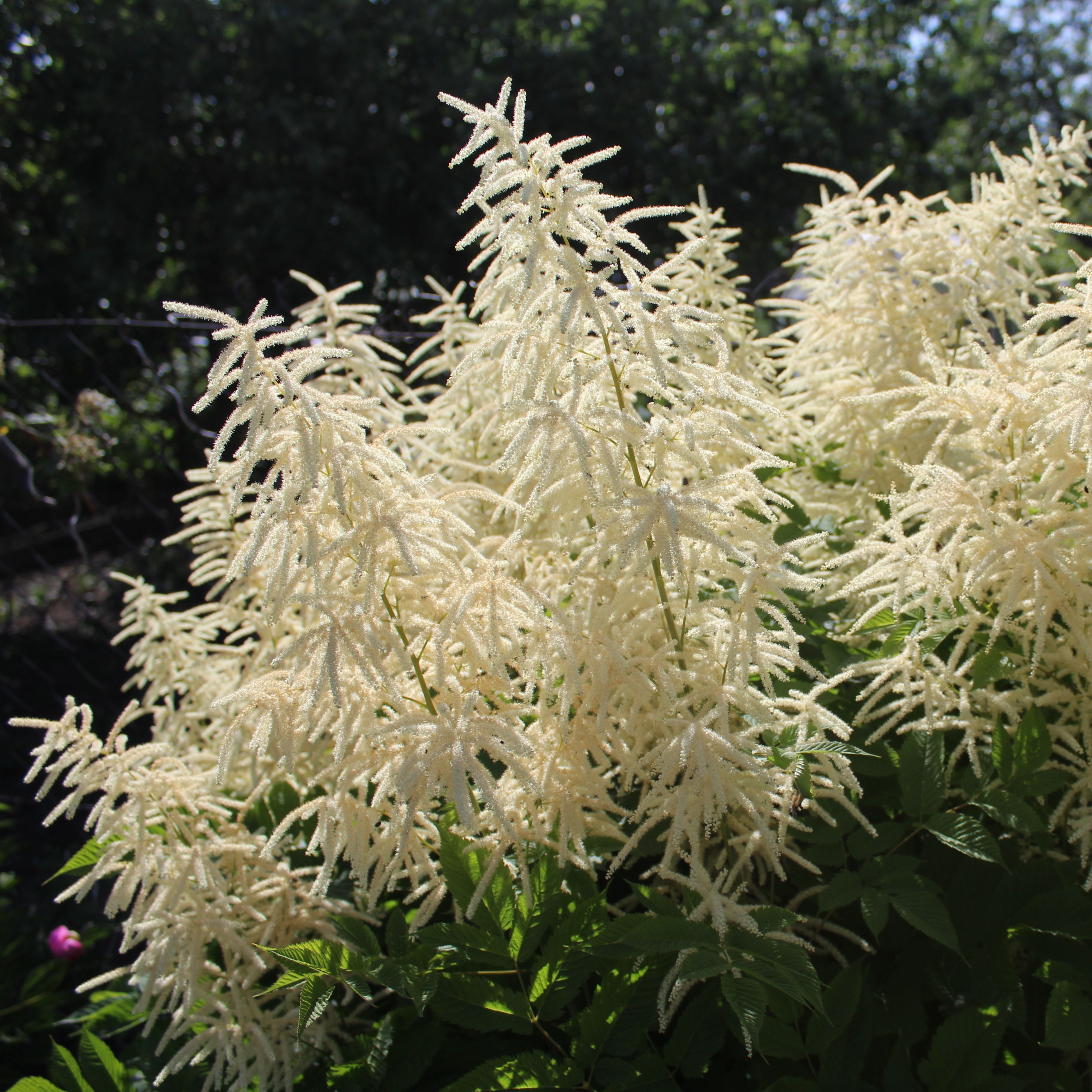 Plymspirea