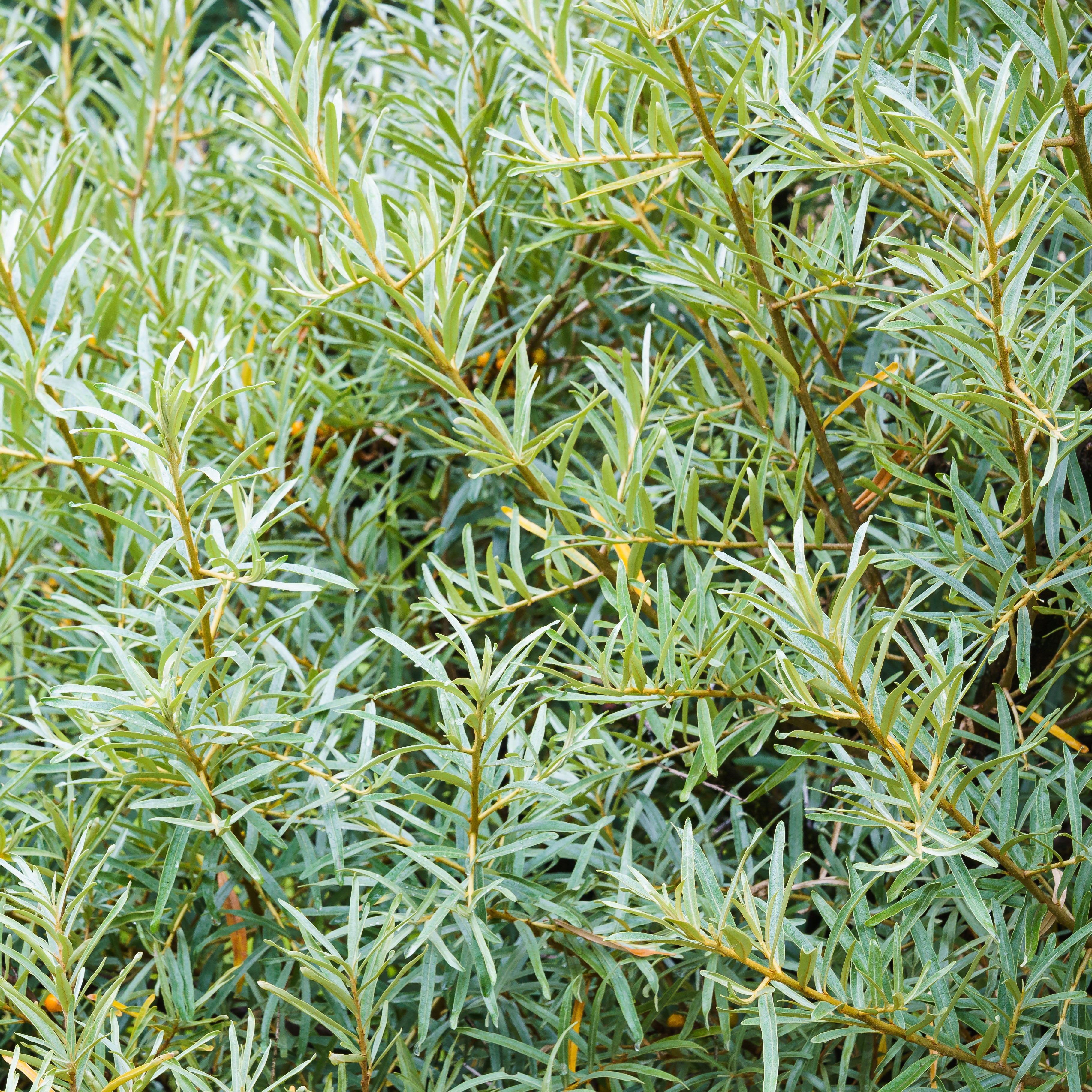 Sea Buckthorn SVENNE®