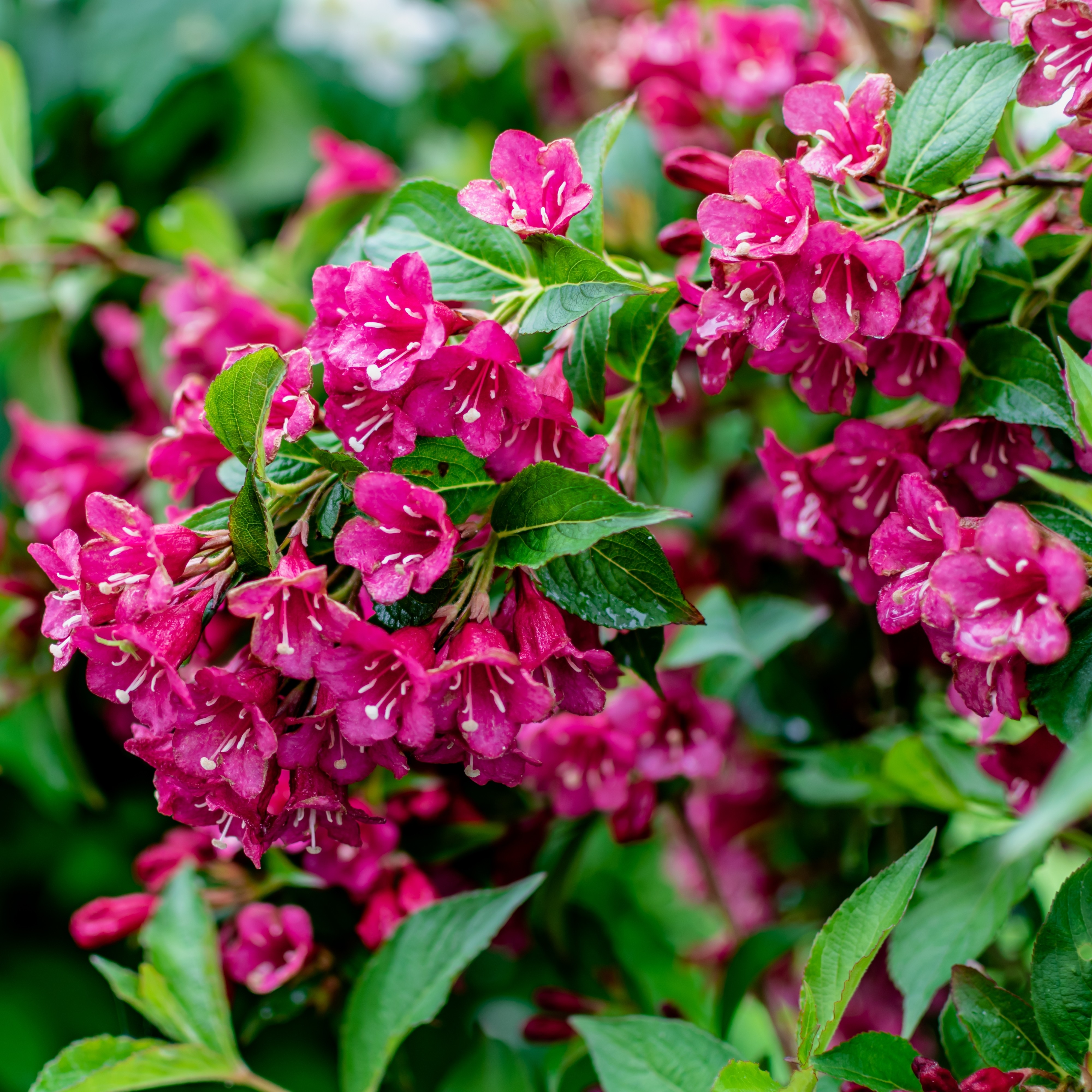 Weigela 'Bristol Ruby' 5L