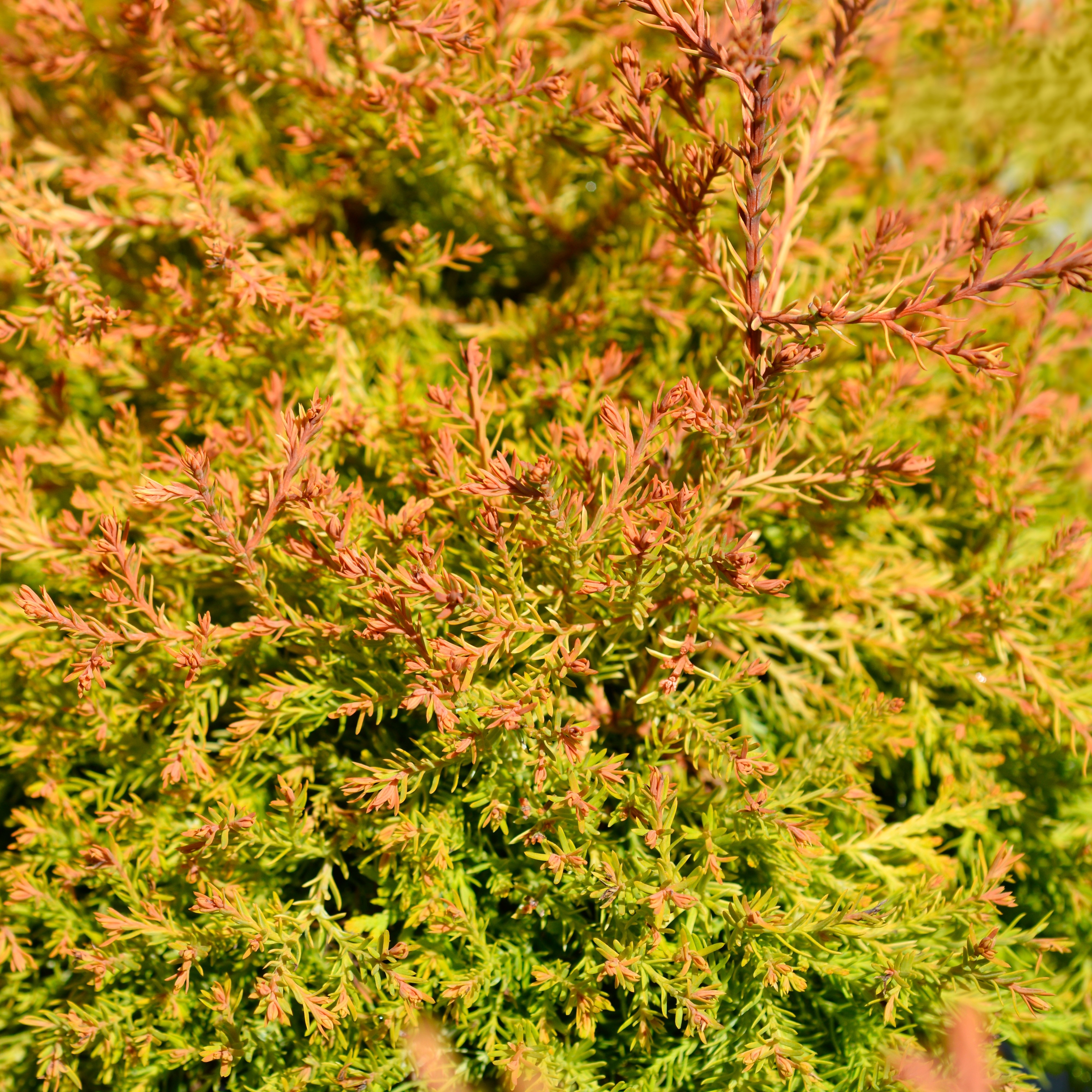 Thuja occidentalis FIRE CHIEF 26cm