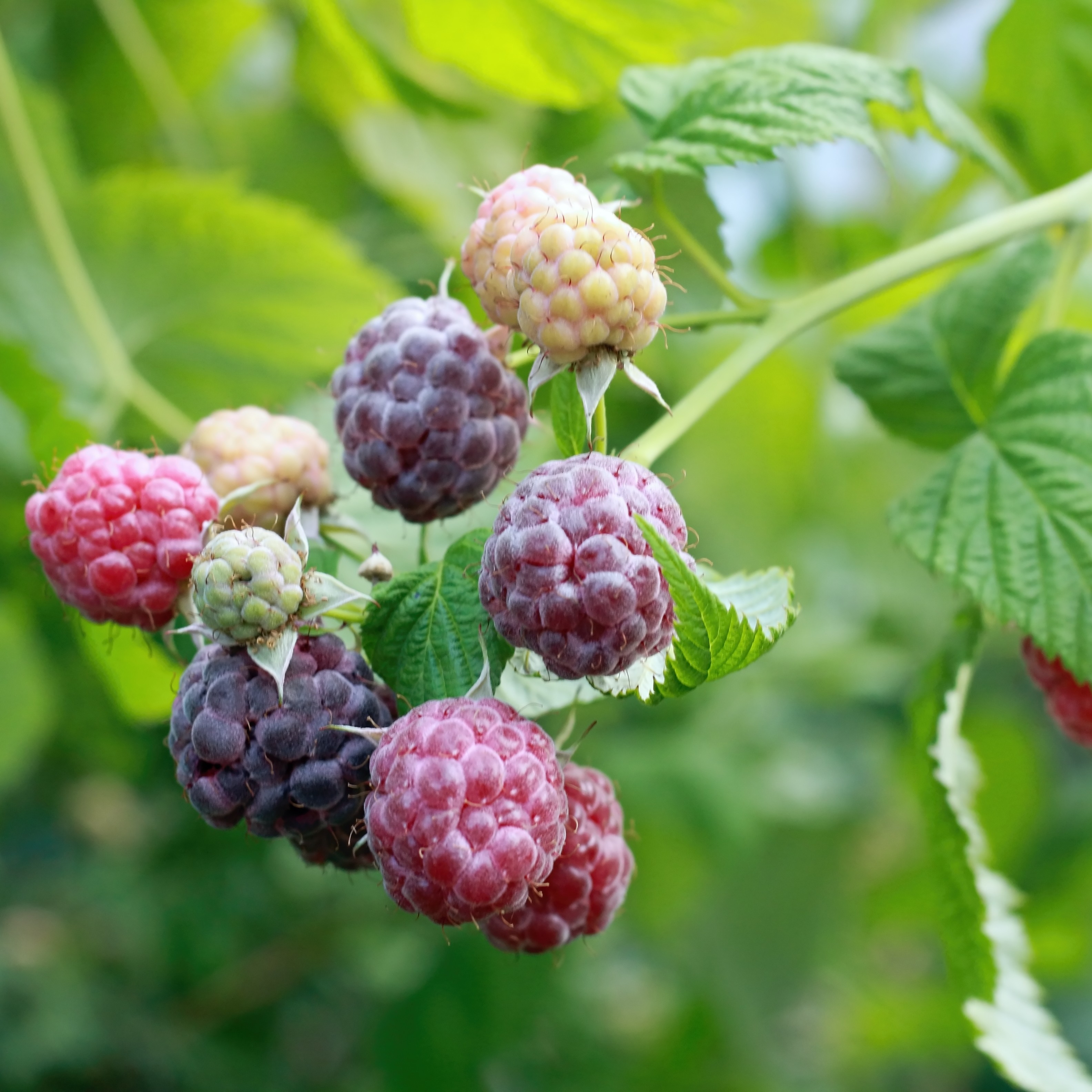 Rubus 'Glen Coe' Blackberry Plant 2L Pot
