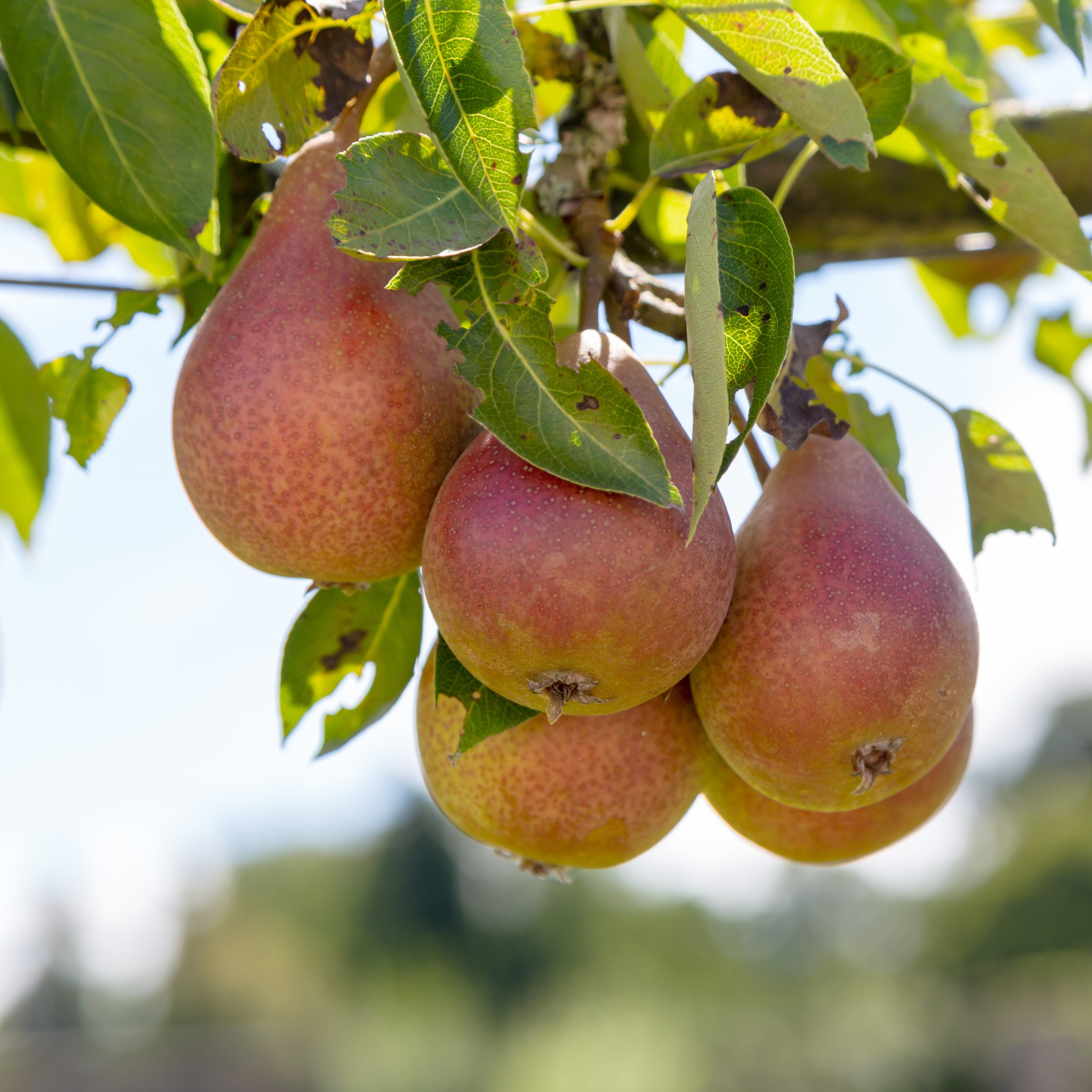 Pyrus communis 'Carola' E 12L