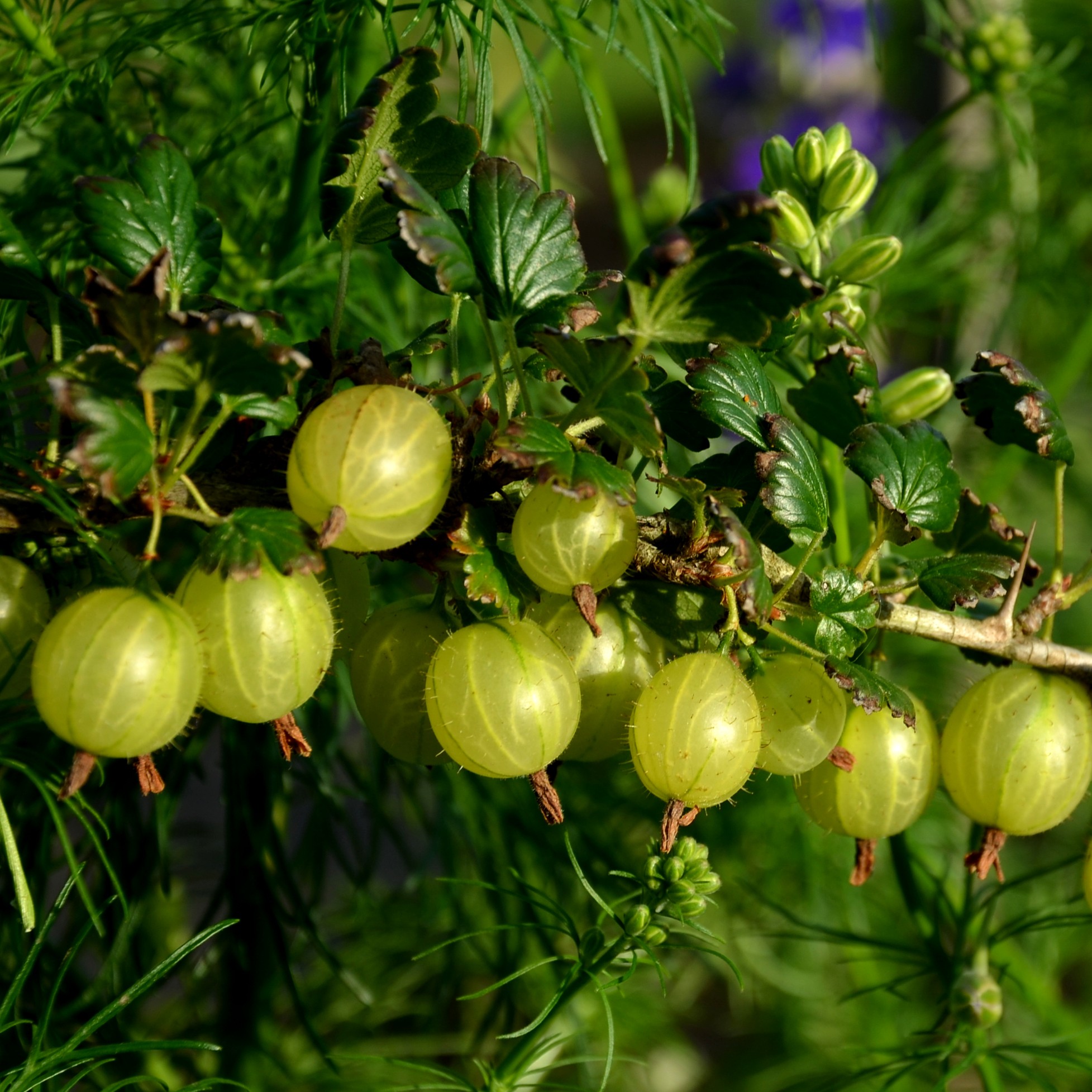 Krusbär 'Invicta' E
