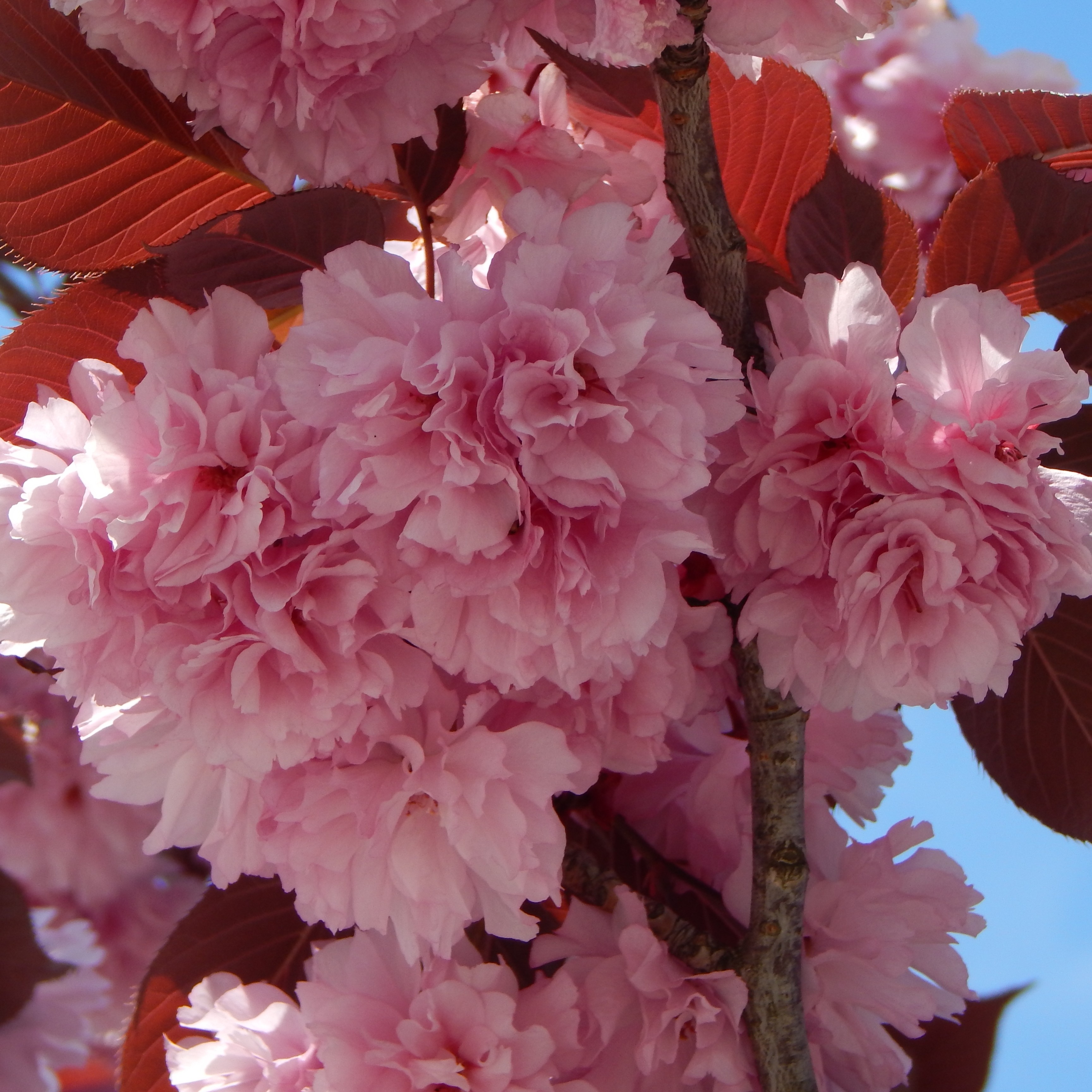 Prunus serrulata 'Royal Burgundy' Tree