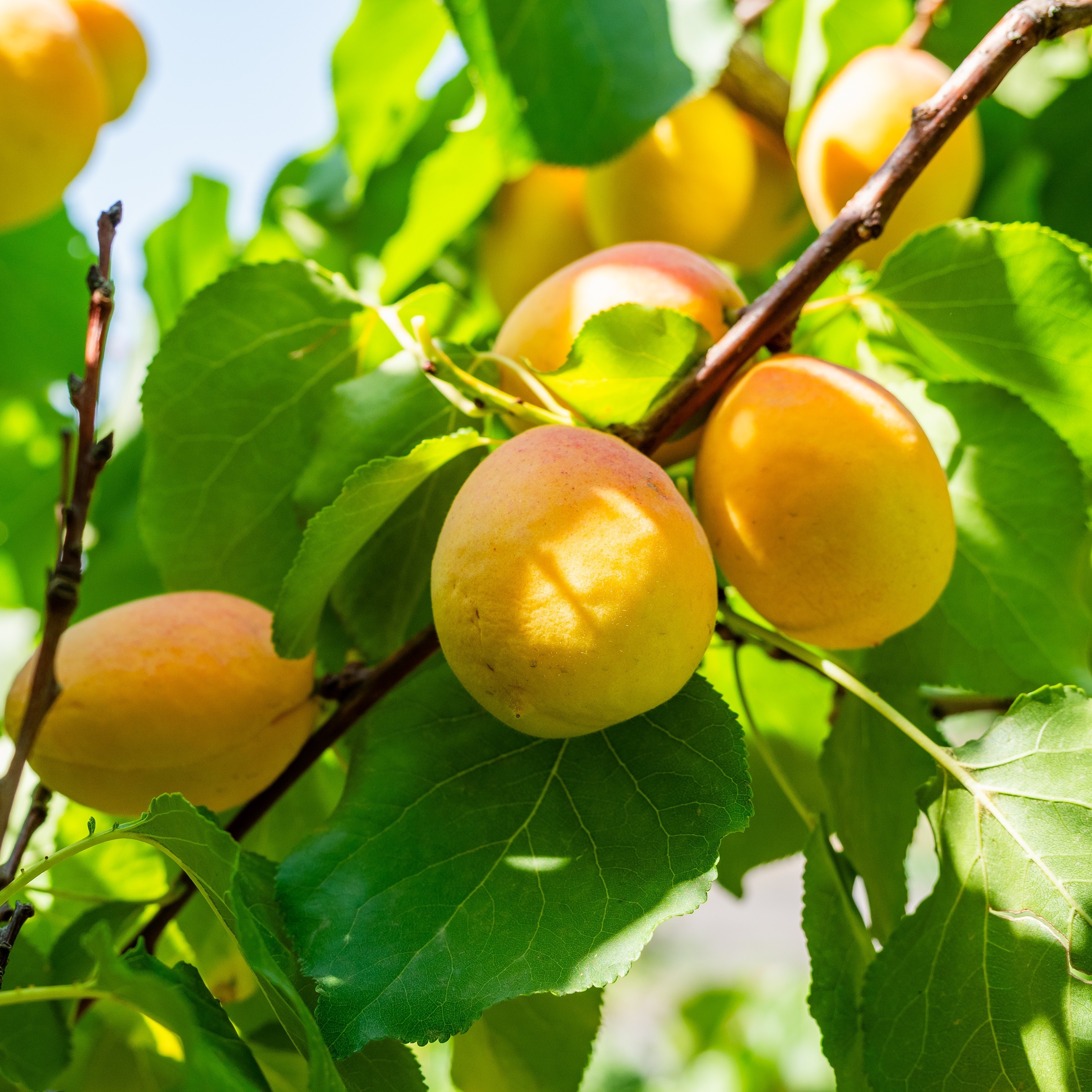 Prunus armeniaca 'Orangered' 7,5L