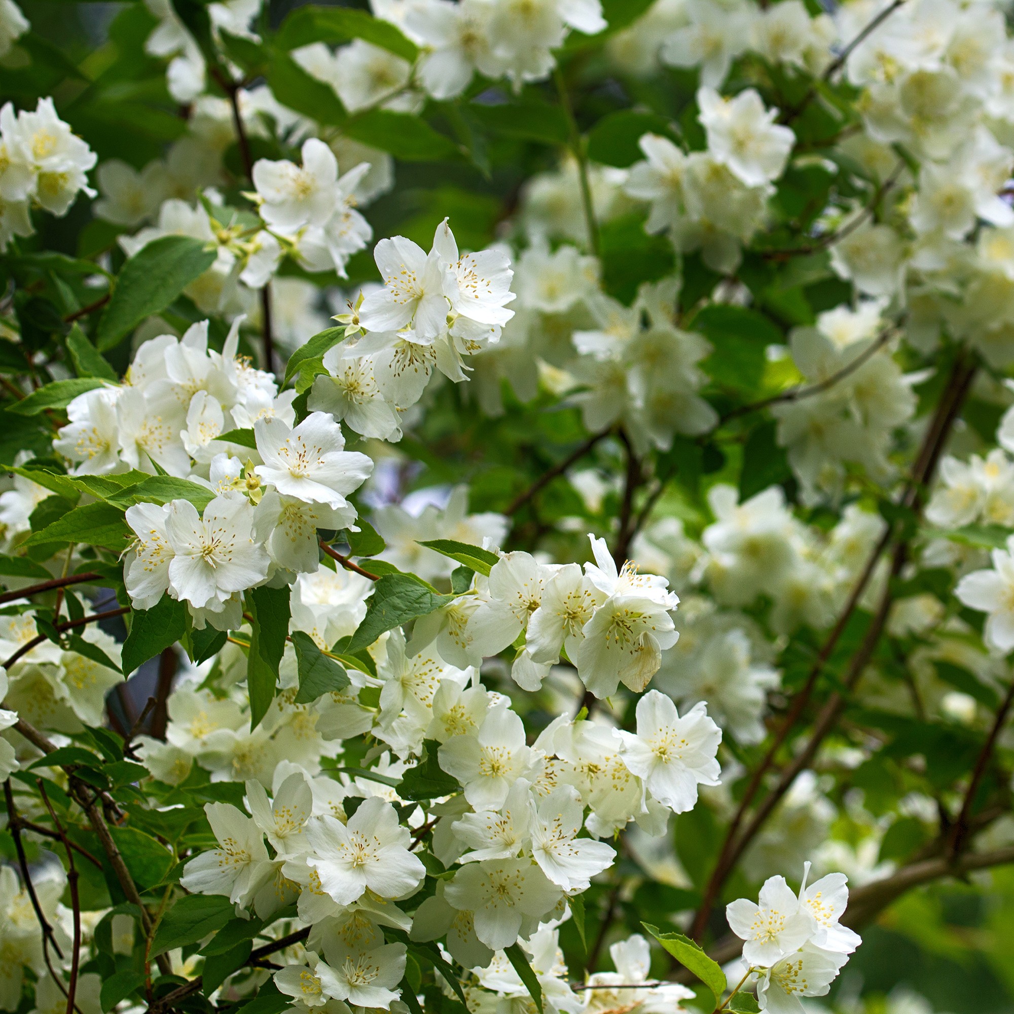 Kameliaschersmin 'Summer Snow'