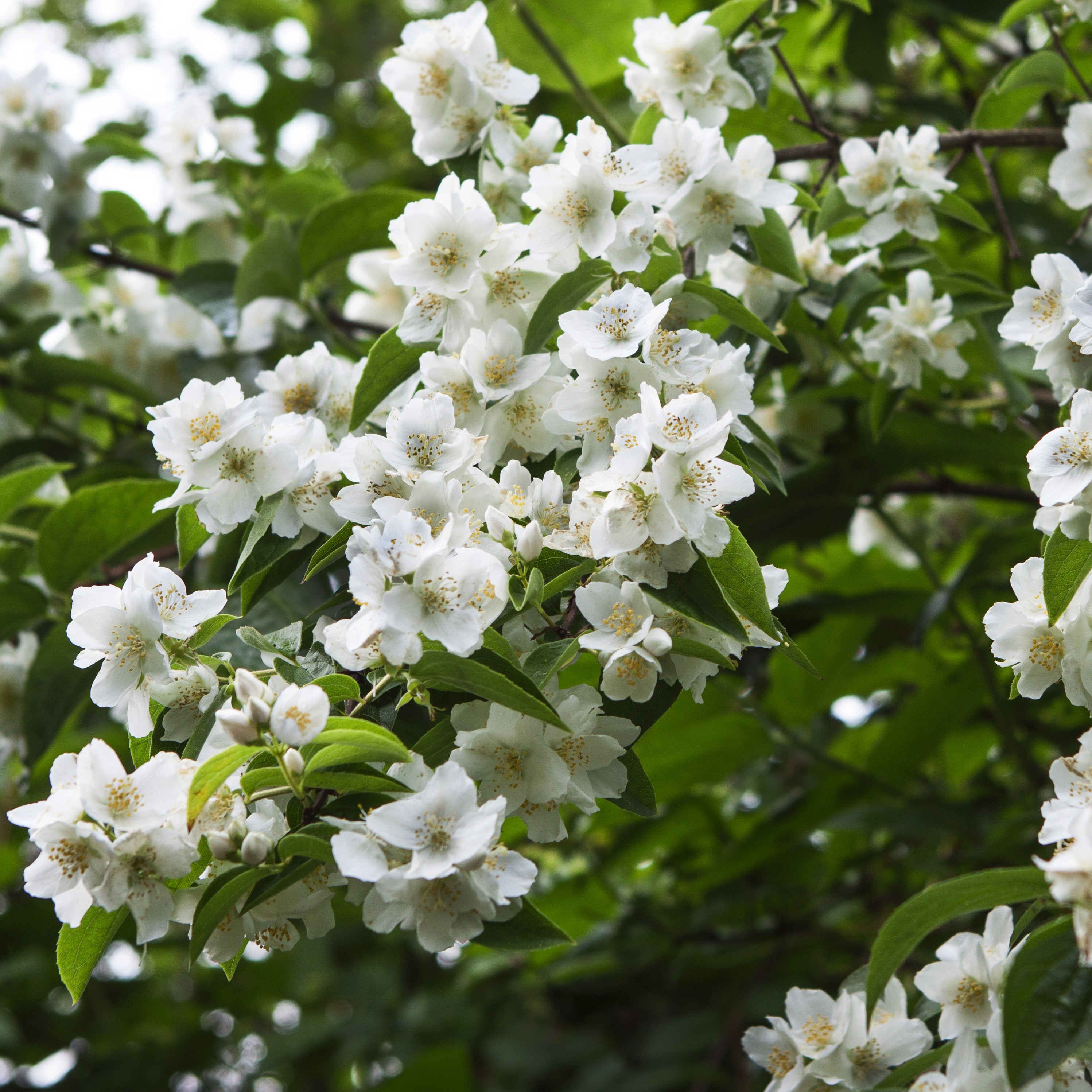 Philadelphus 'White Belle' 23cm