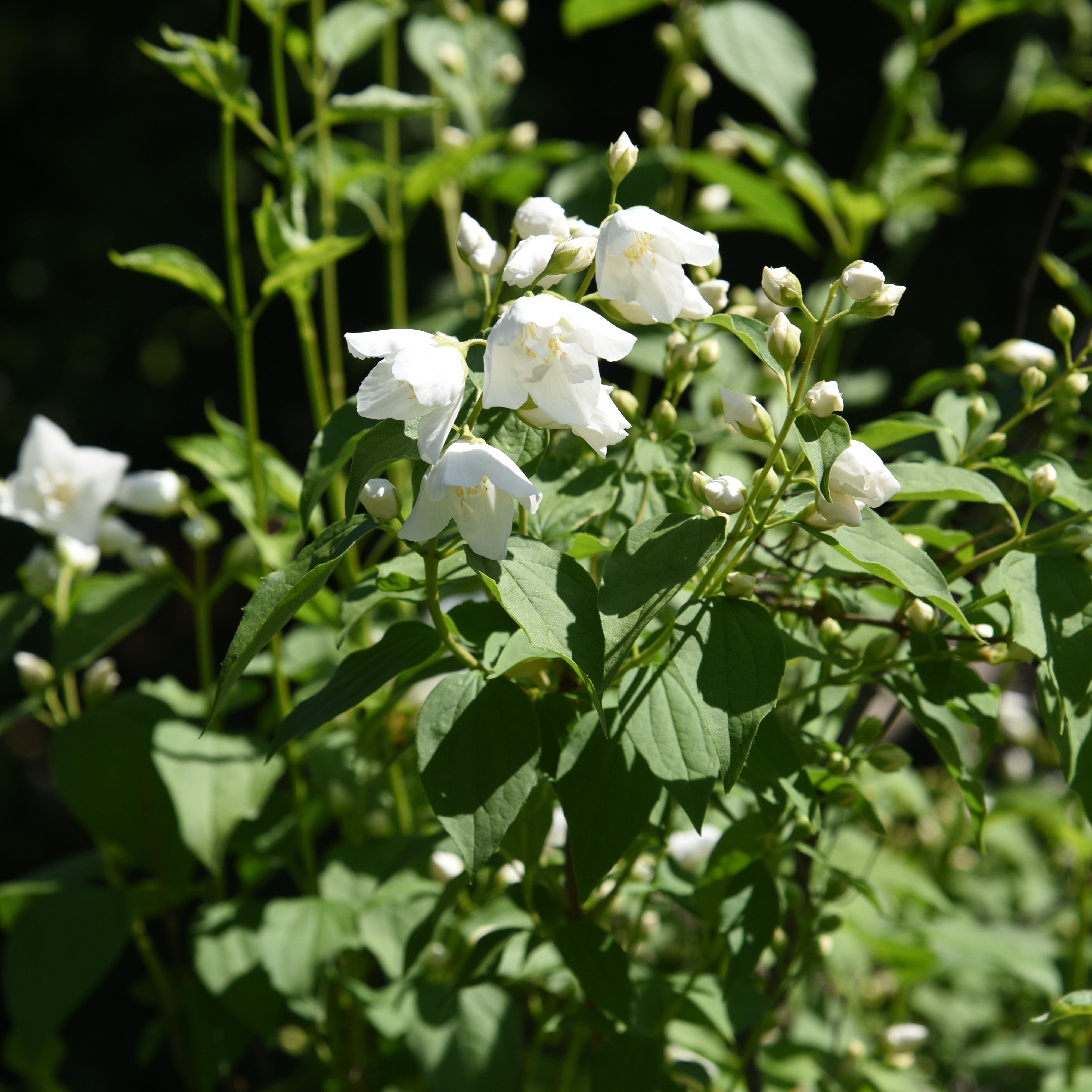Småblommig schersmin 'Silberregen'
