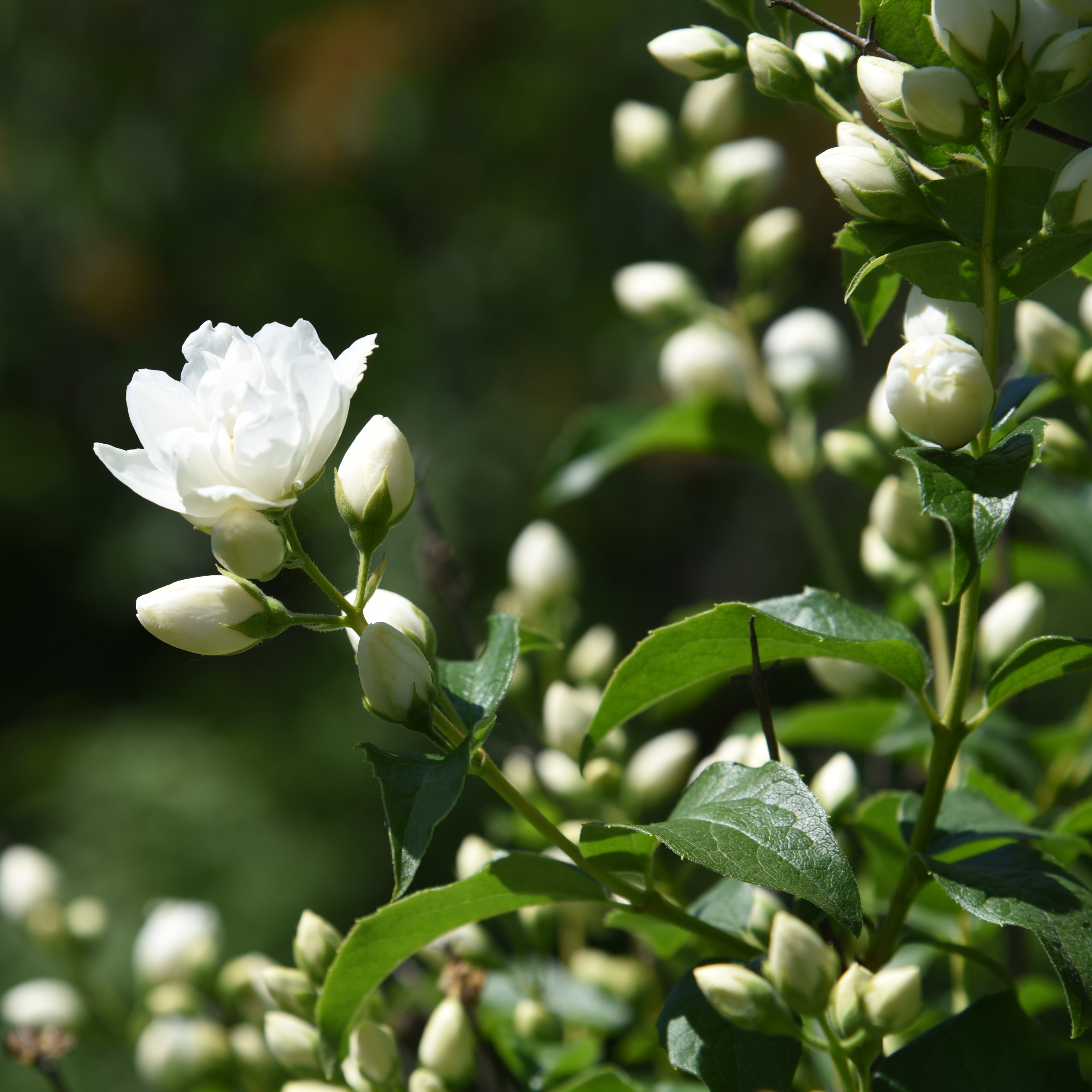 Philadelphus 'Artic Allure' 23cm