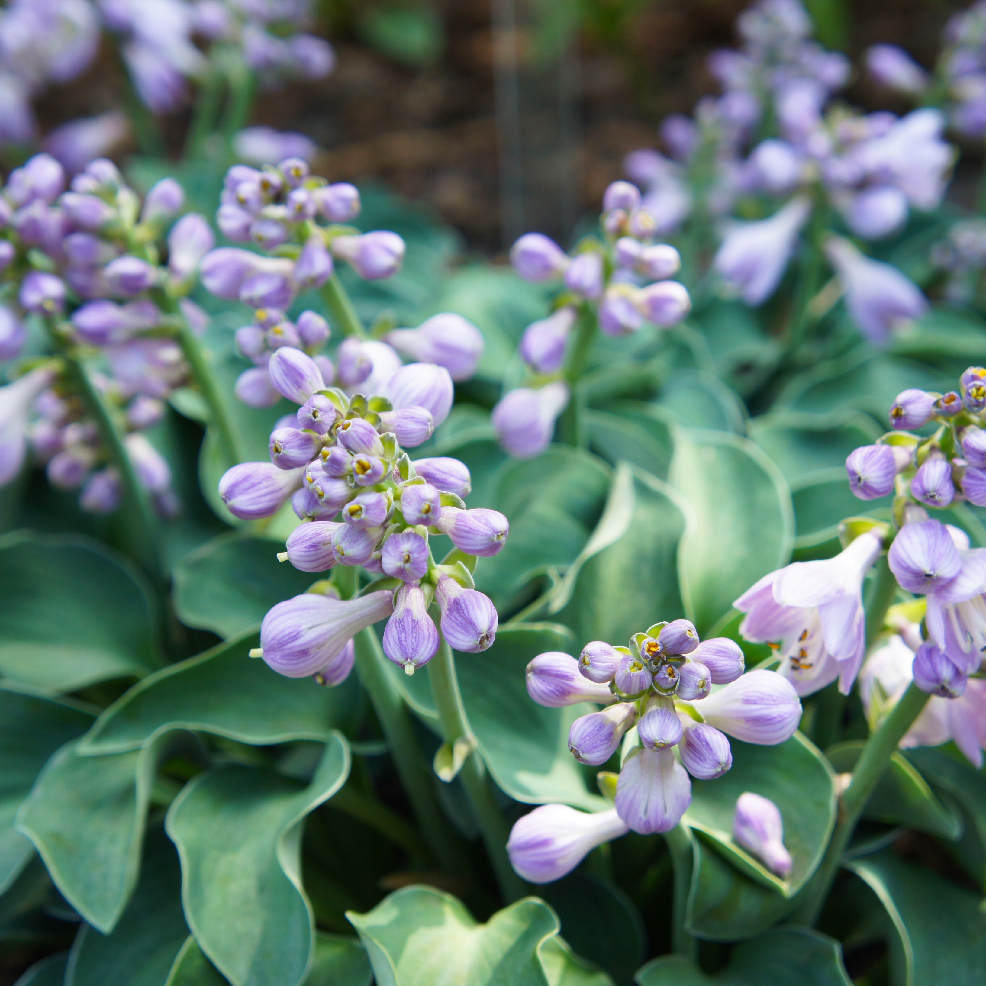 Funkia 'Blue Mouse Ears'