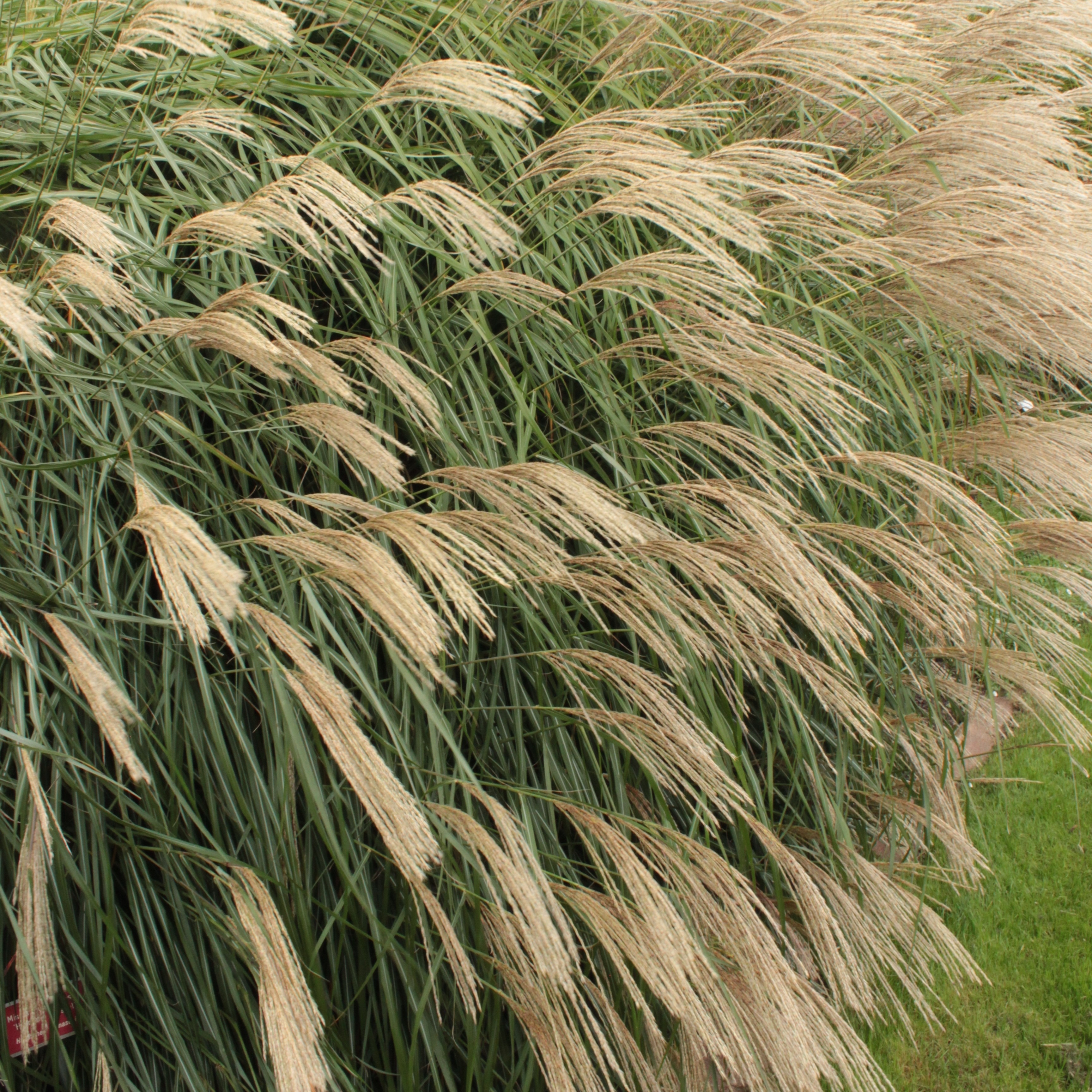 Glansmiskantus 'Hermann Müssel'