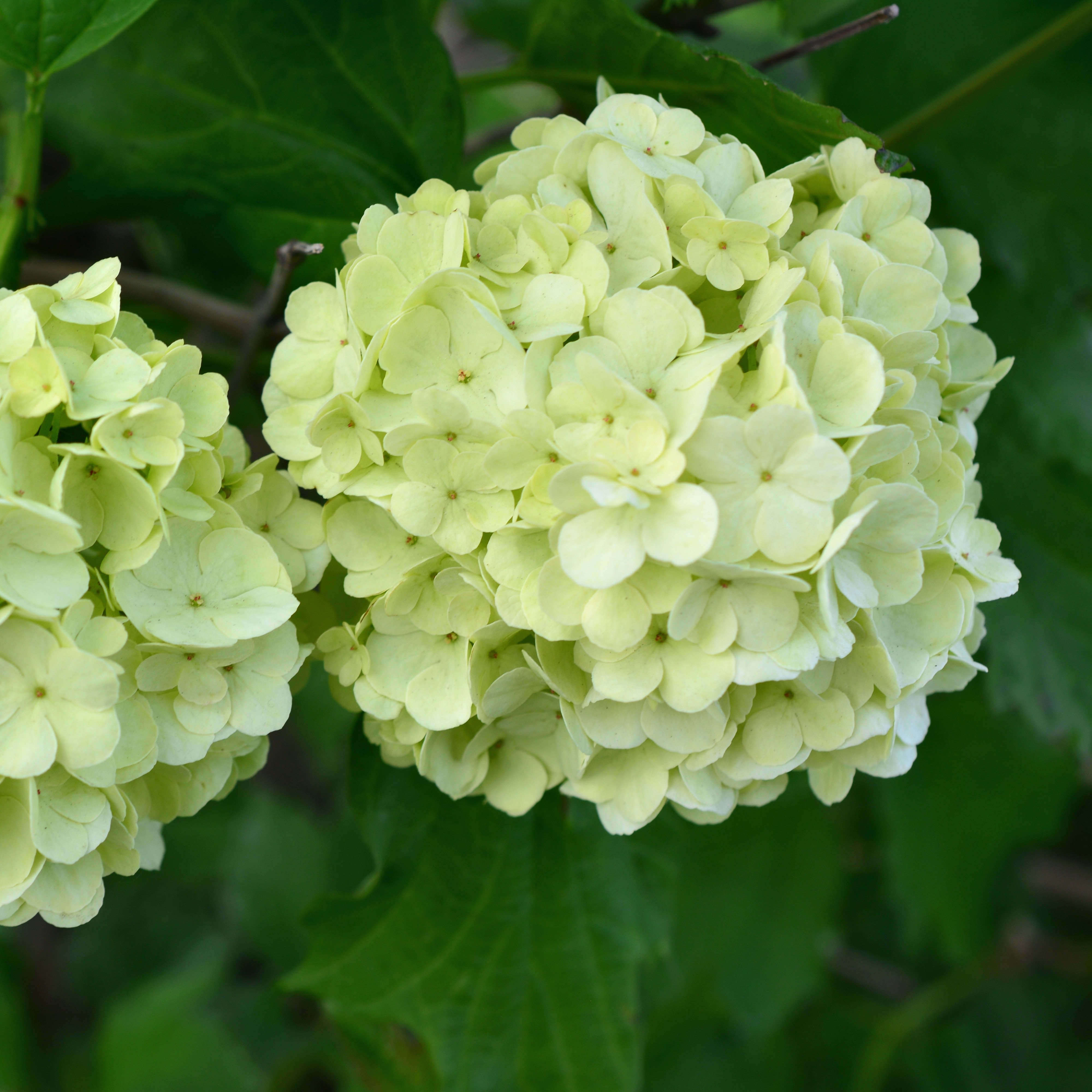 Vipphortensia 'Compacta'