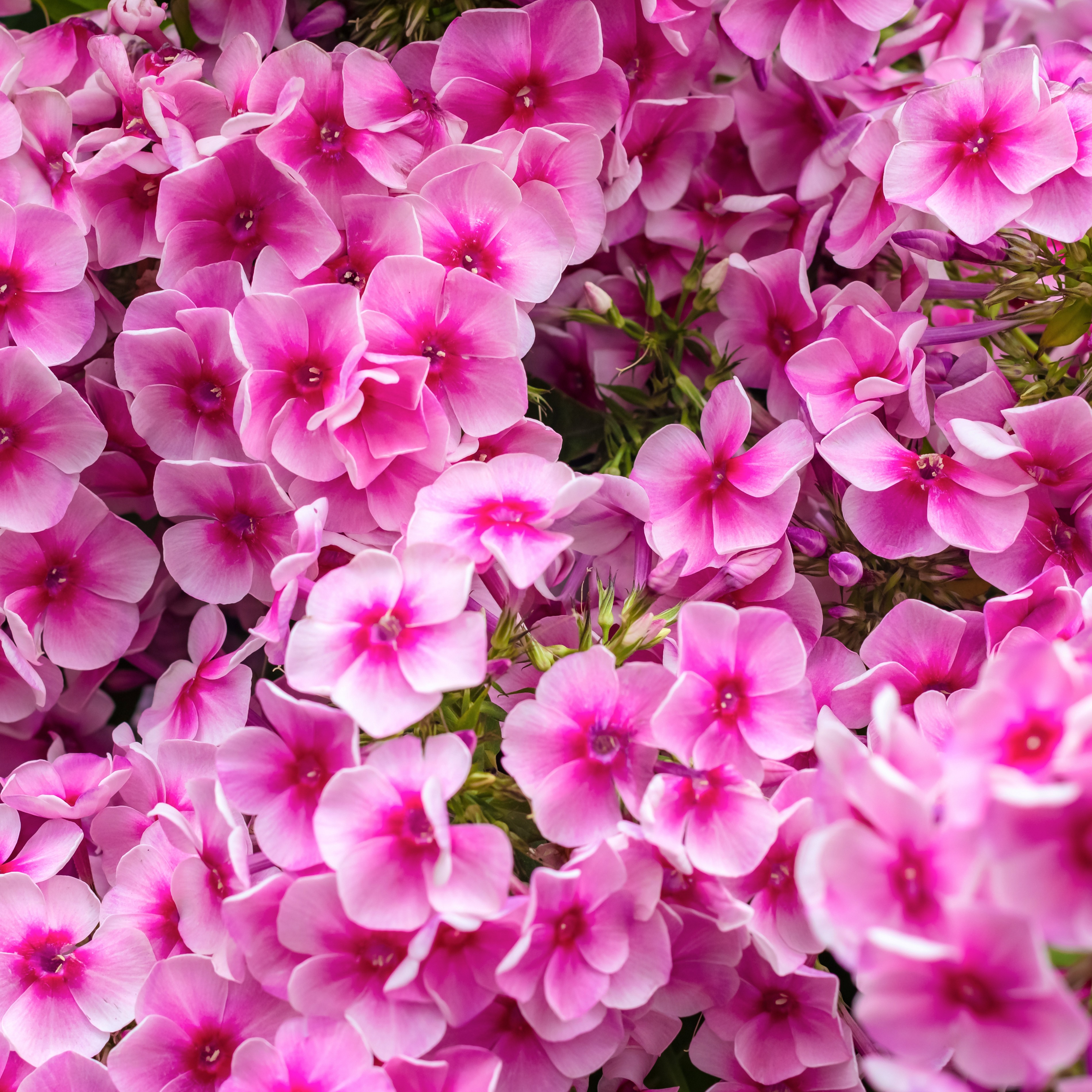 Höstflox 'Early Pink'