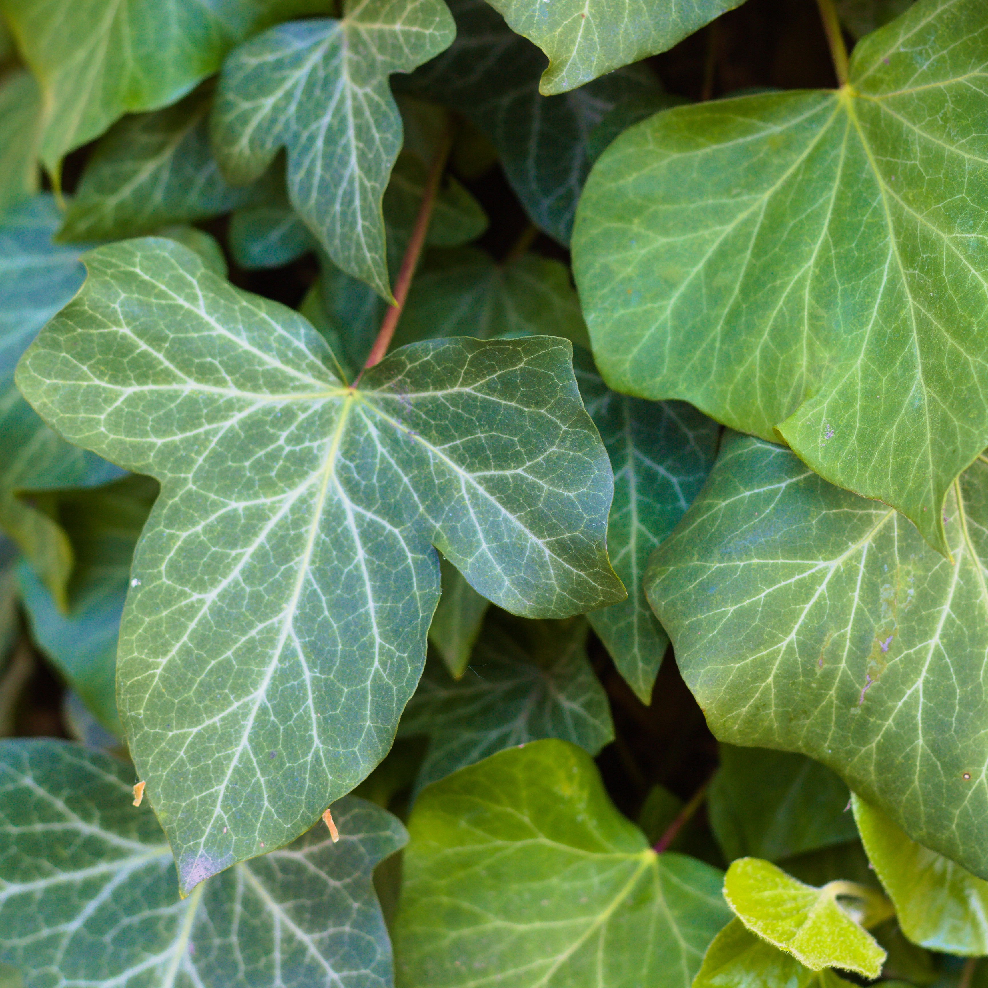 kette monstera blatt Tropische Kette - Monstera blatt