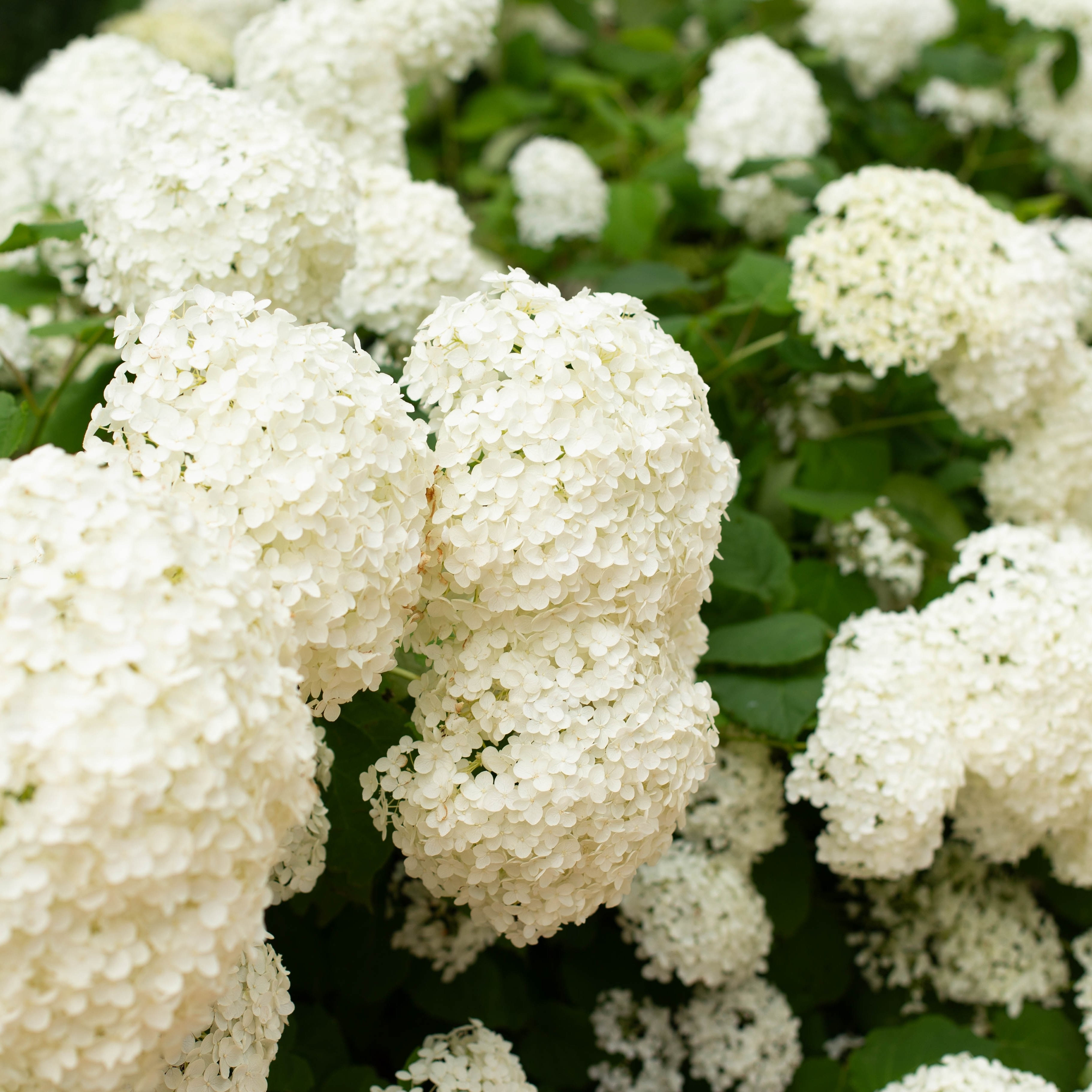 Strong Annabelle Hydrangea (Hydrangea arborescens)