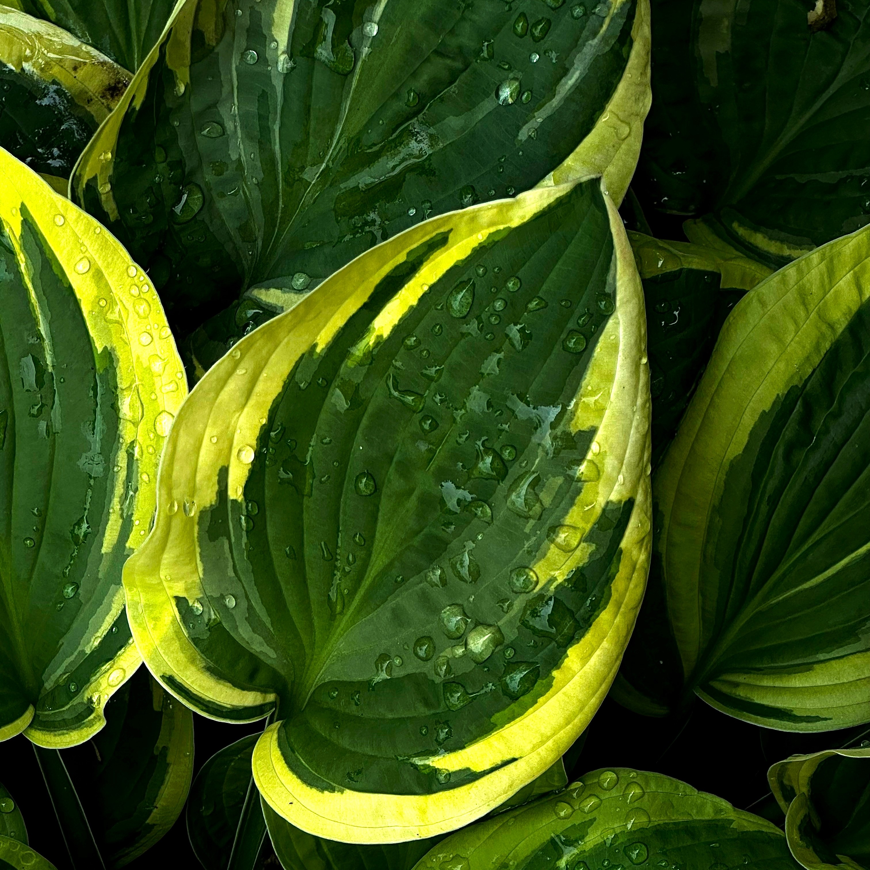 Hosta 'Ben Vernooij' 13cm